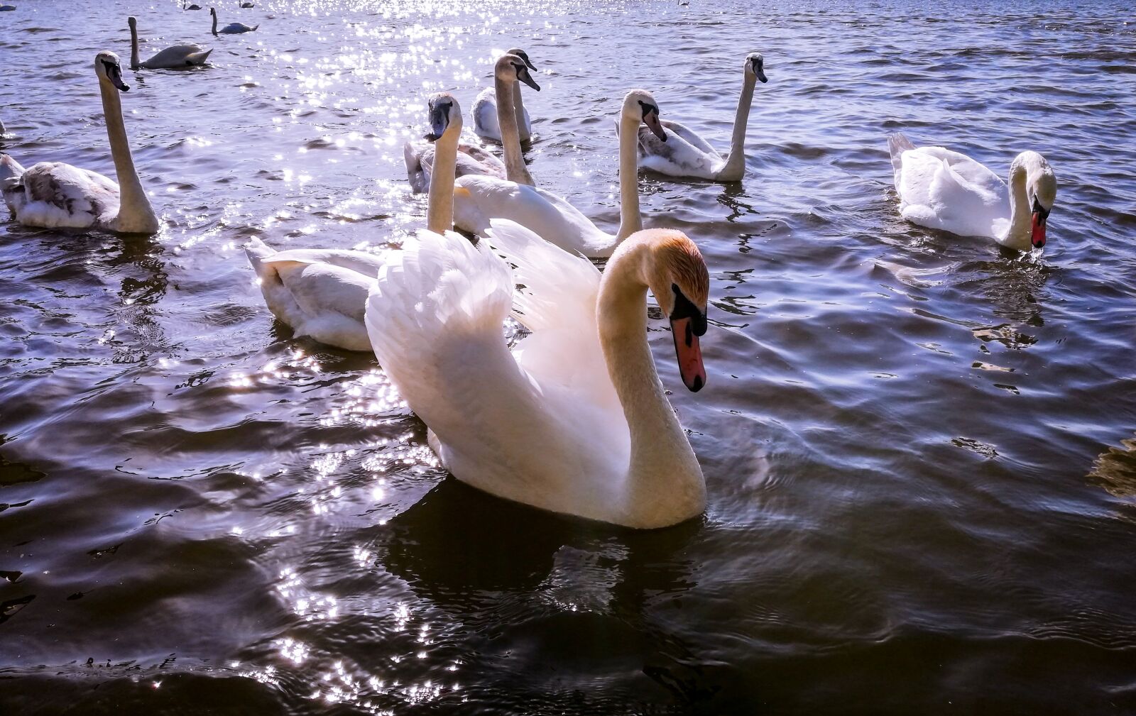 HUAWEI Mate 10 Lite sample photo. Swan, swans, lake photography