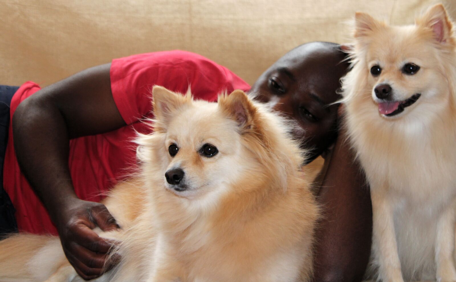 Canon EOS 650D (EOS Rebel T4i / EOS Kiss X6i) sample photo. Dog, man, maltese photography