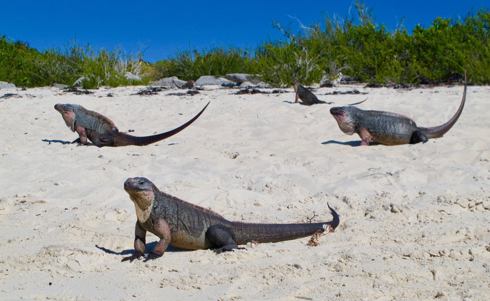 Canon PowerShot G12 sample photo. Iguana, tribe, iguana beach photography