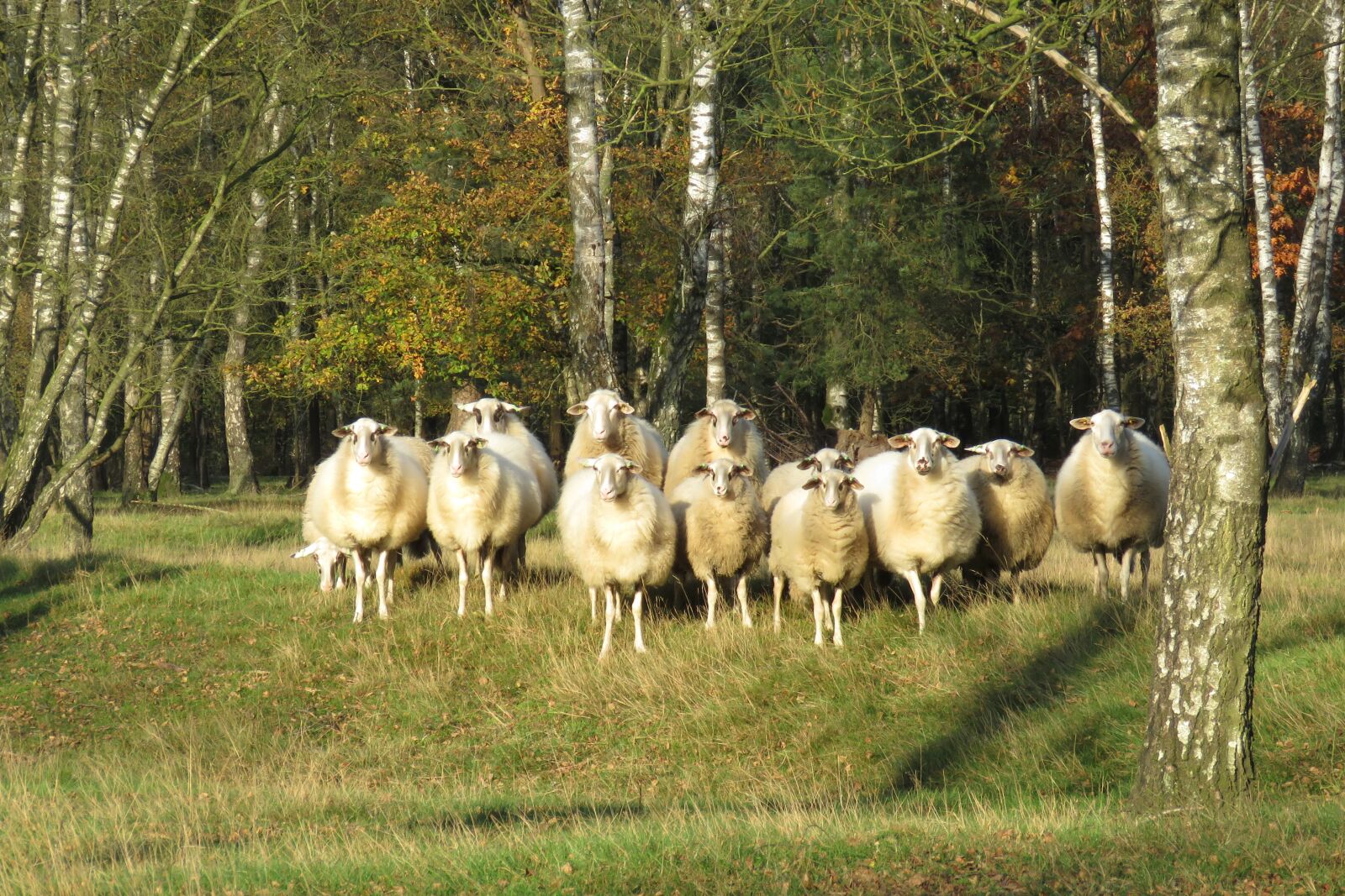Canon PowerShot SX60 HS sample photo. Uddel, sheep, evening light photography