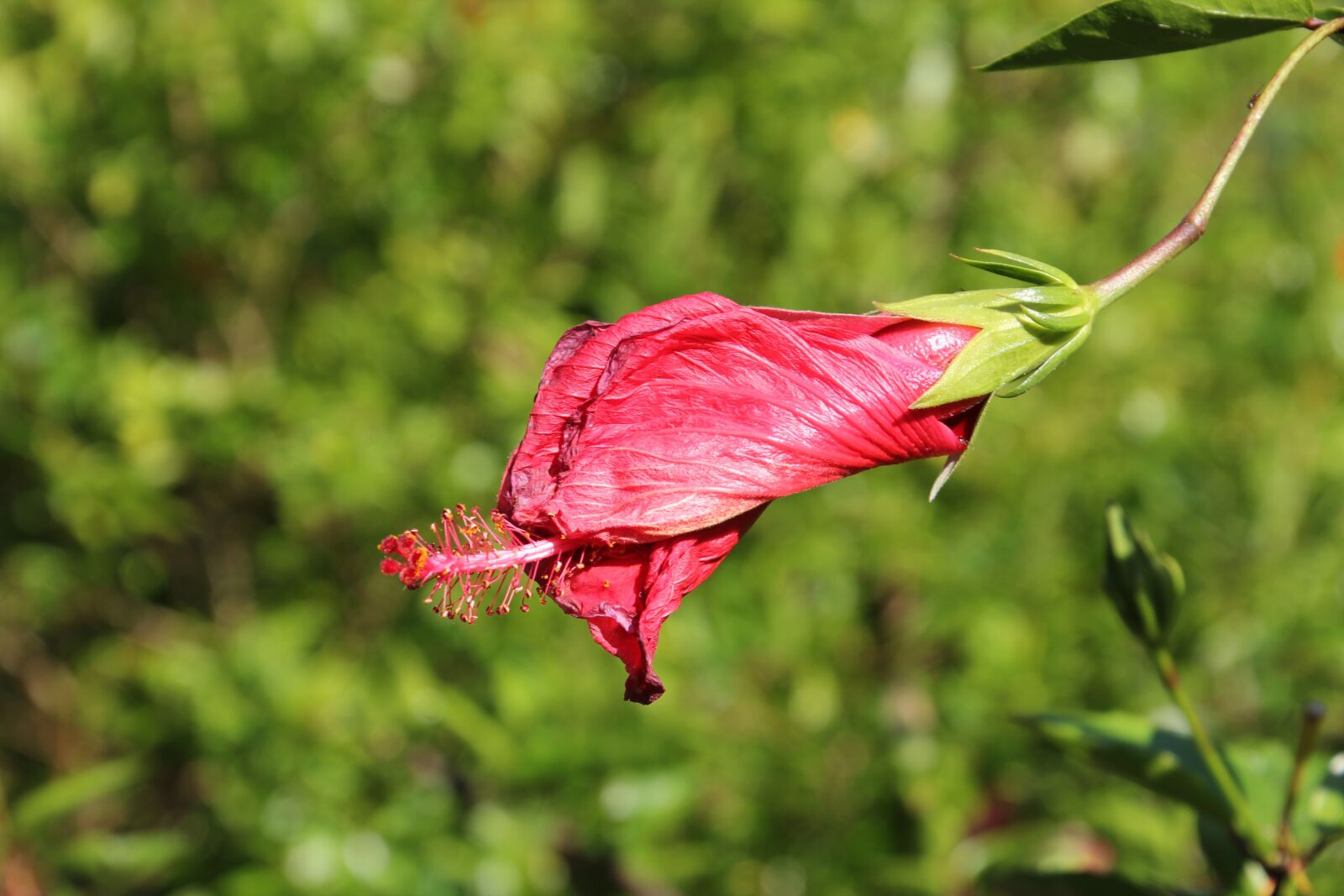 Canon EOS 60D sample photo. Chinese rose eibisch, hibiscus photography