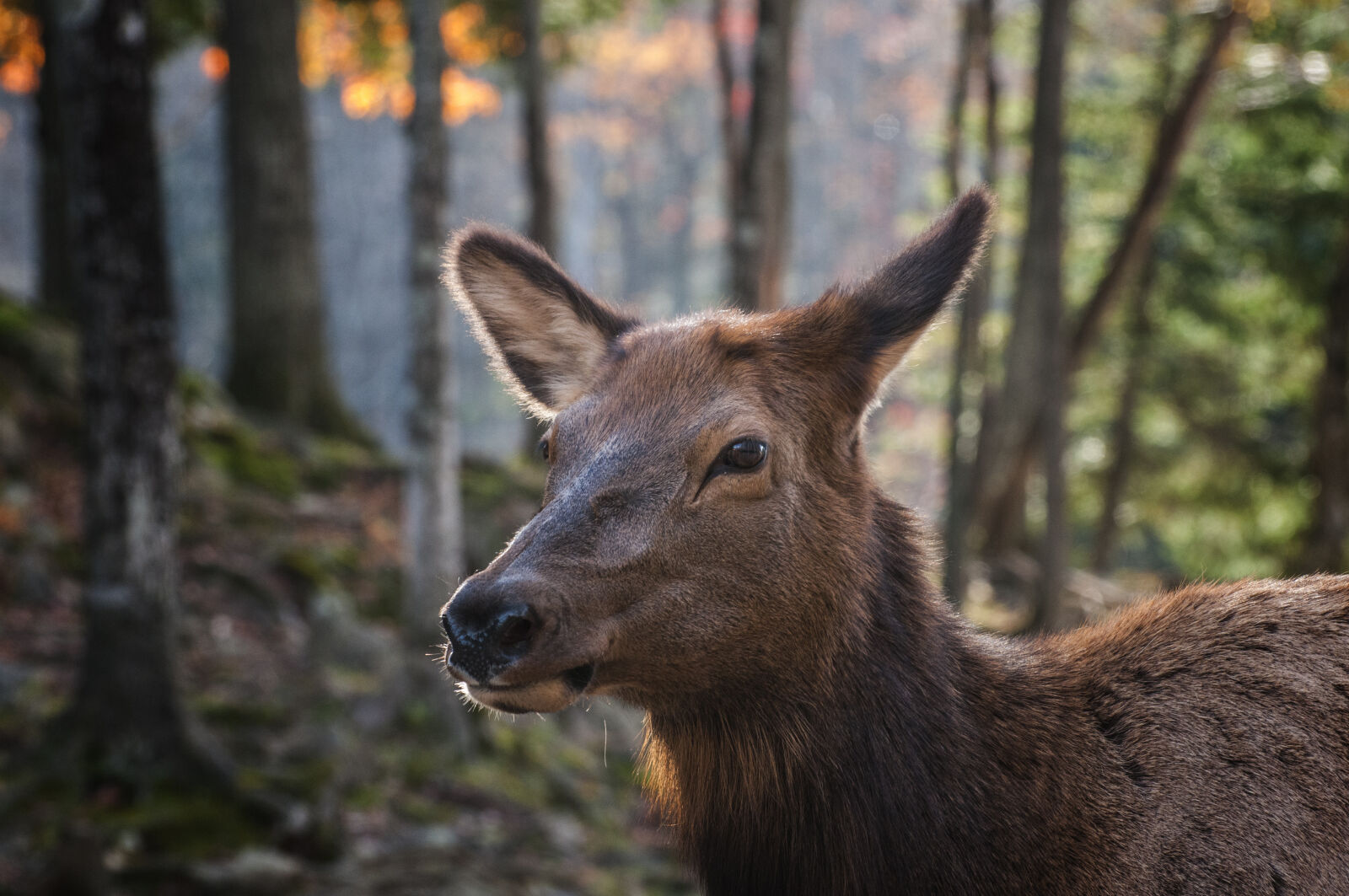 Nikon AF-S Nikkor 70-300mm F4.5-5.6G VR sample photo. Canada, deer, fall, fur photography