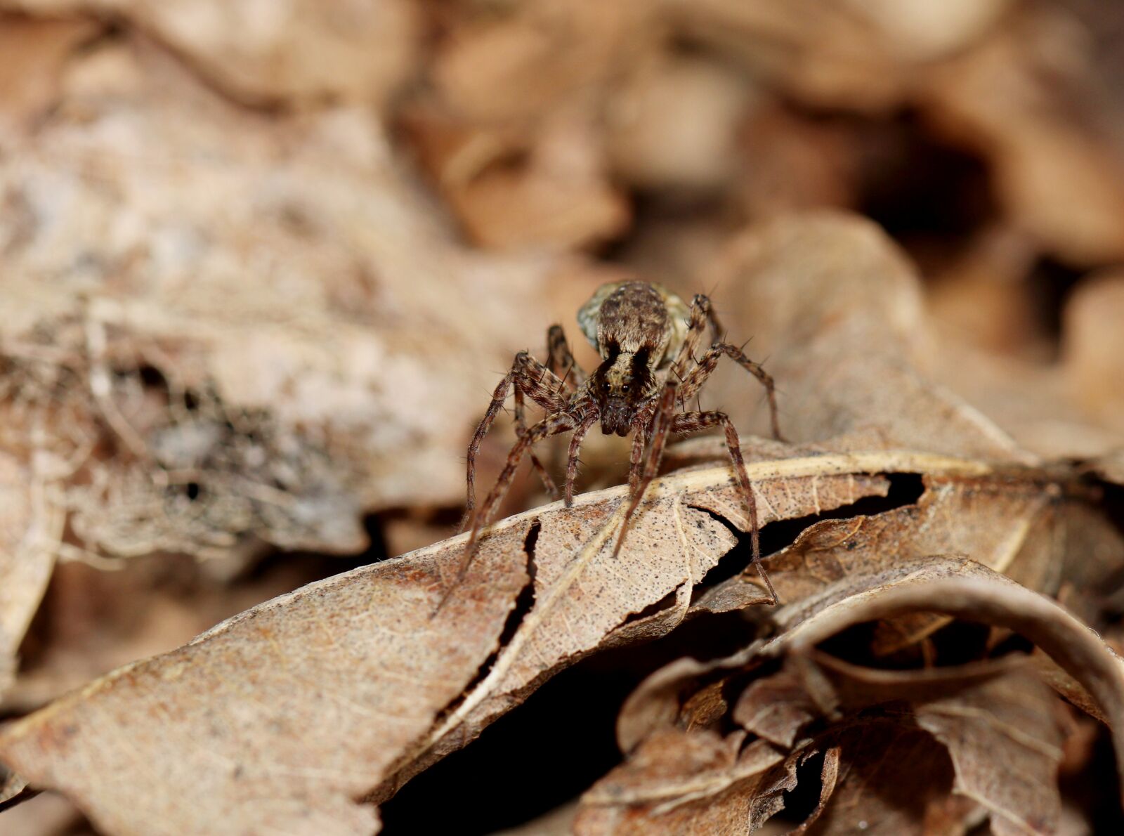 Canon EOS 80D sample photo. Spider, insect, macro photography