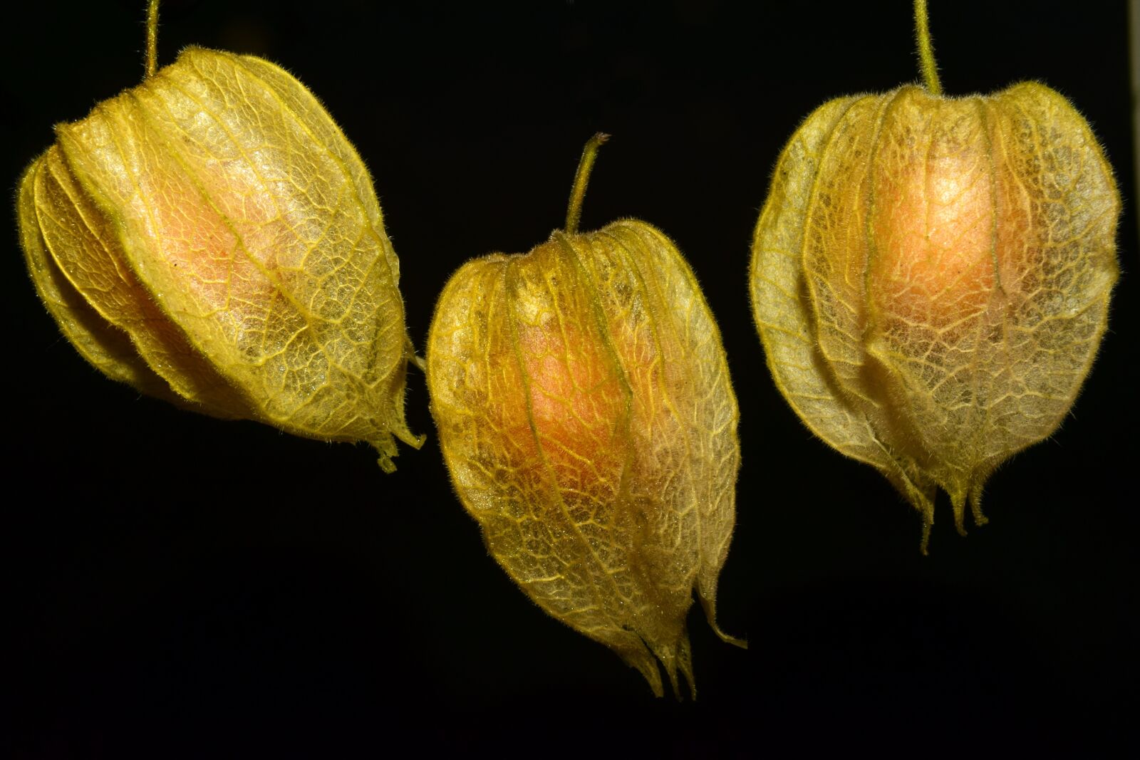 Nikon D3300 sample photo. Physalis, fruit, delicious photography