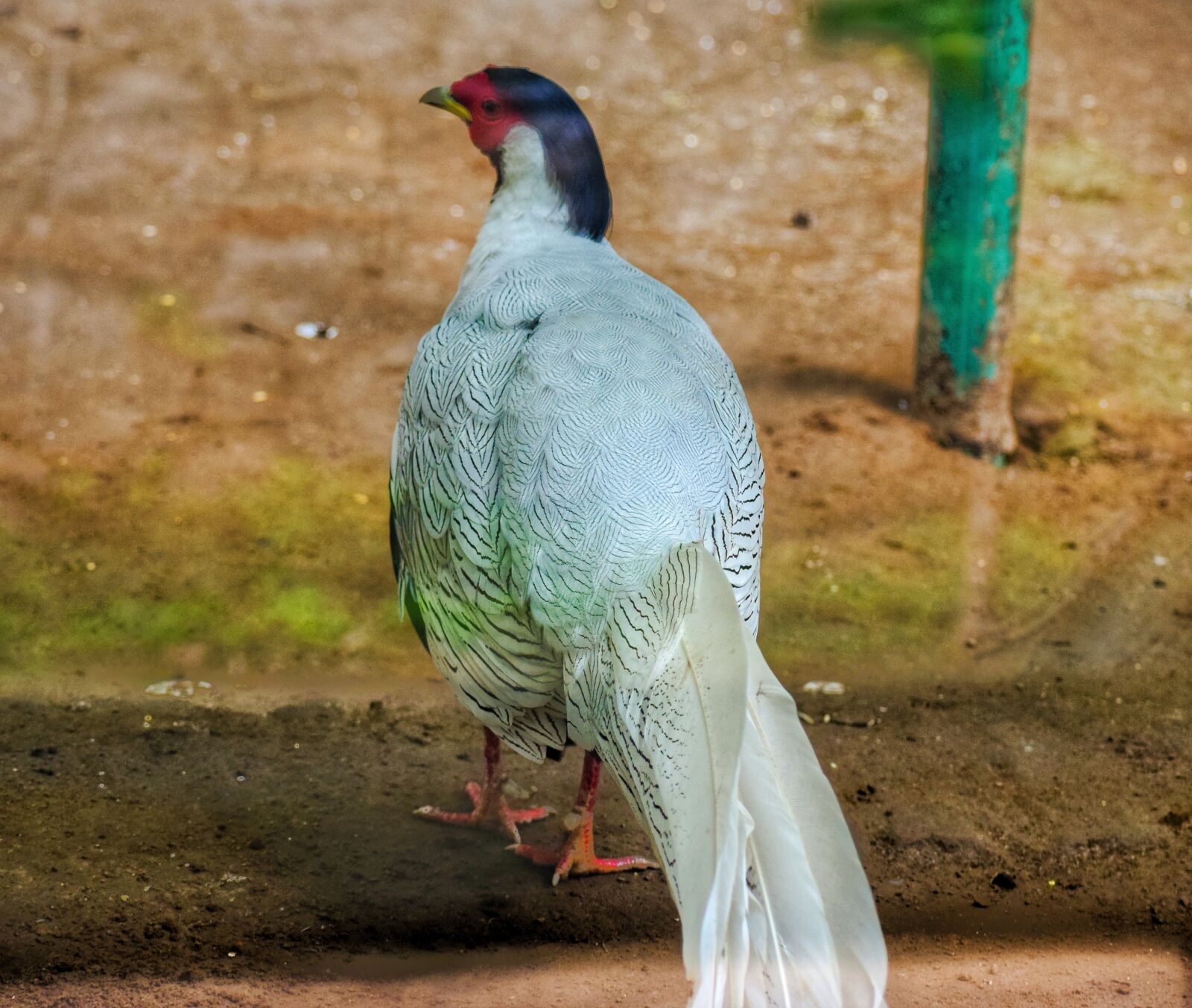 Nikon D5300 sample photo. White parrot, bird, parrot photography