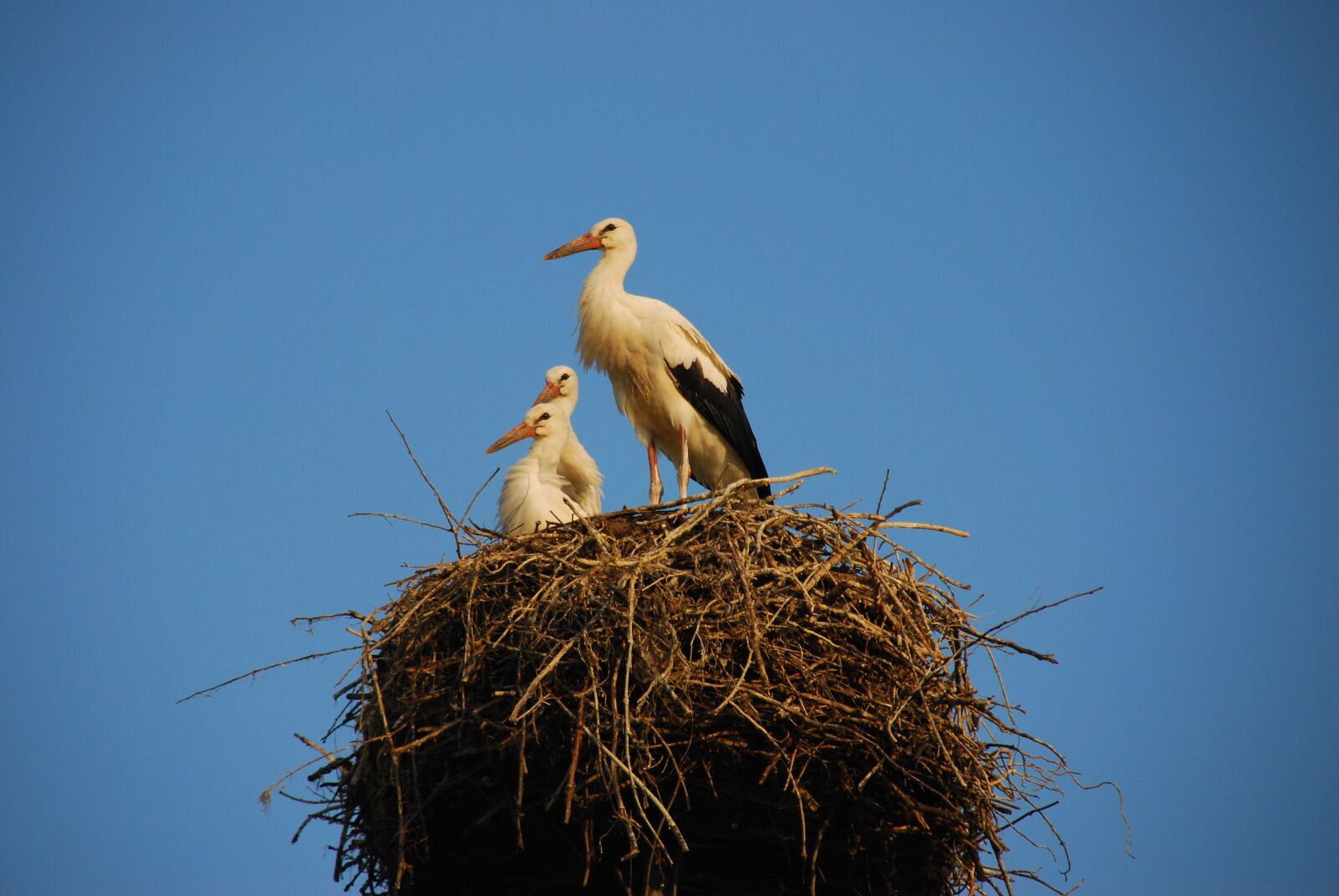 Nikon D80 sample photo. Storchennest, storks, stork photography