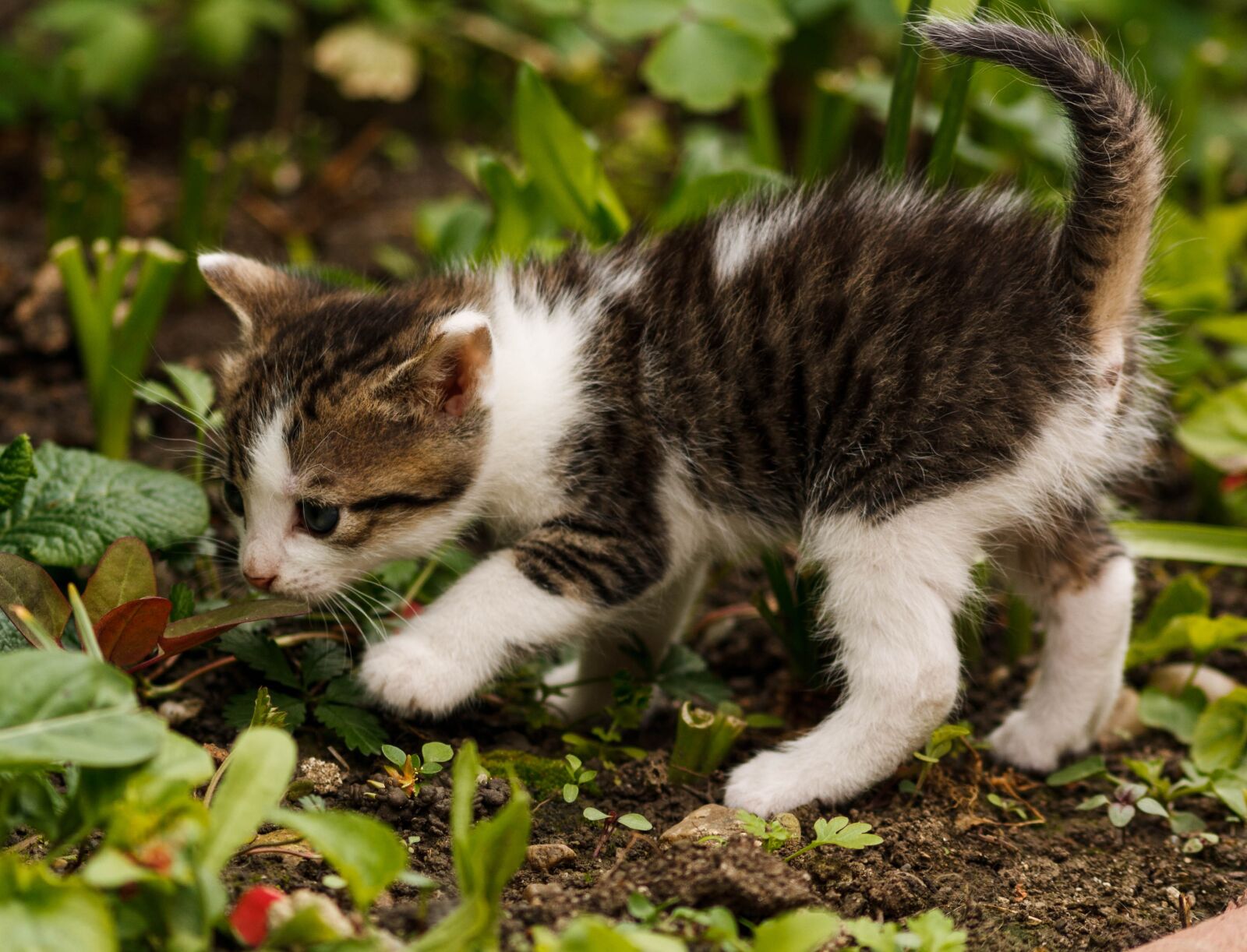 Canon EOS 1000D (EOS Digital Rebel XS / EOS Kiss F) sample photo. Friendship, cat, small cat photography