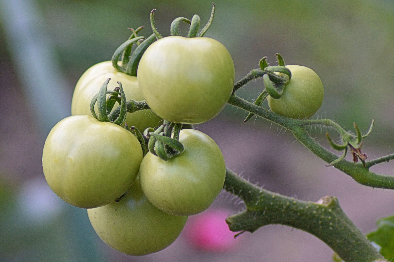 Nikon D3200 sample photo. Tomatoes, green, immature photography