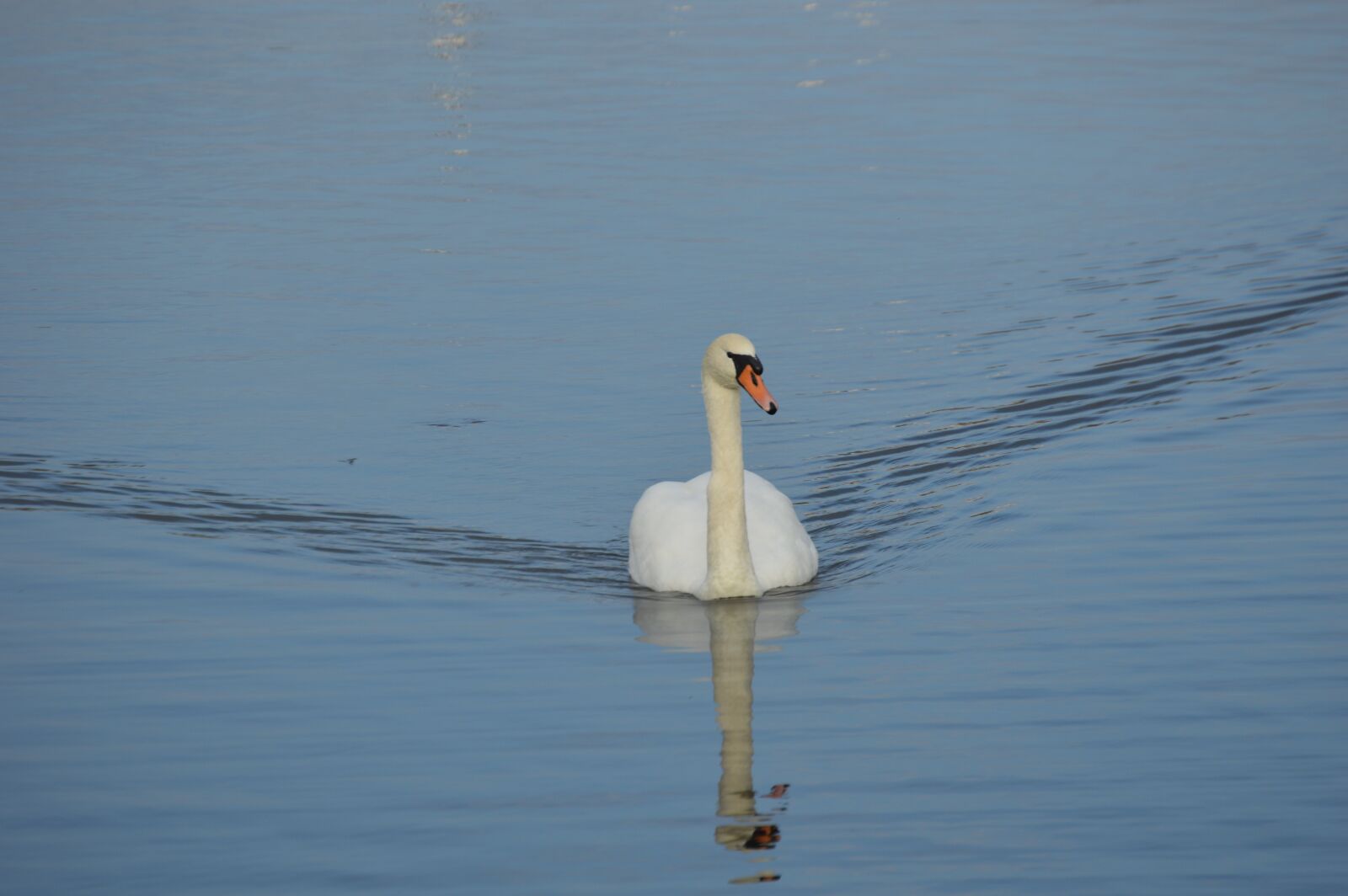 Nikon D3200 sample photo. Swan, more, bird photography