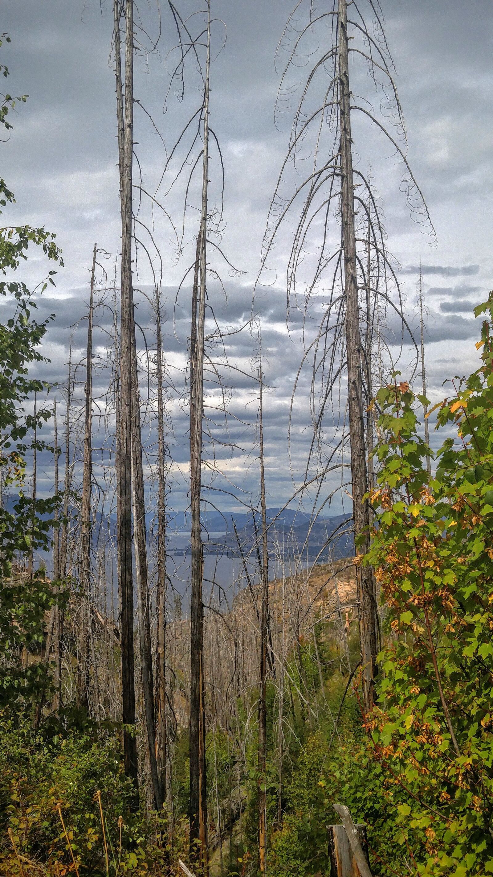 LG G4 sample photo. Fire, trees, okanagan photography