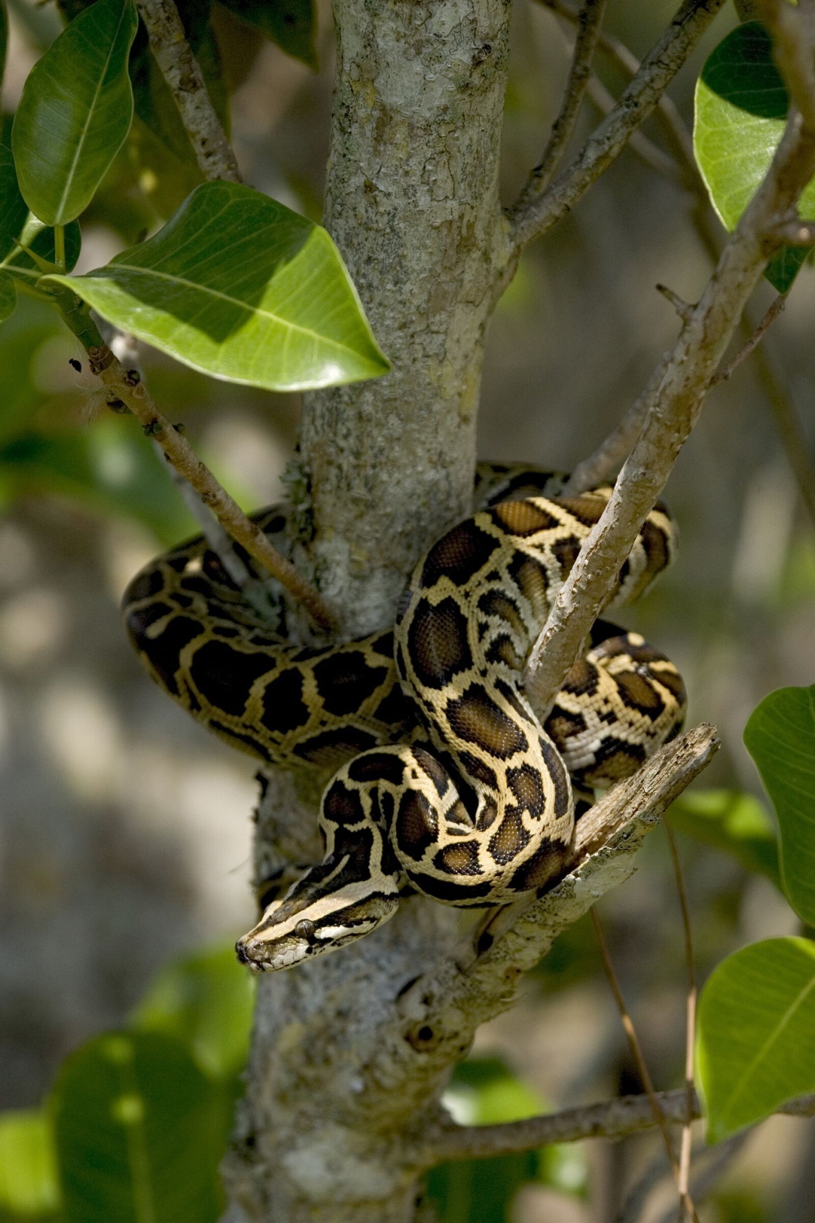 Canon EOS-1D Mark II sample photo. Burmese python, snake, tree photography