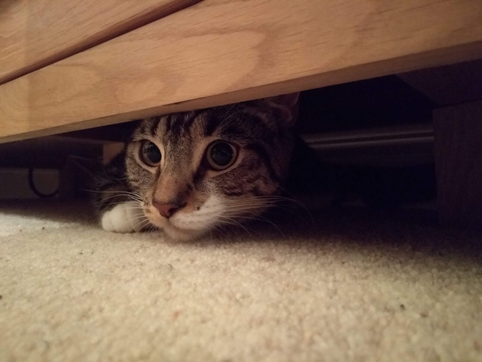 Motorola Moto G (5S) Plus sample photo. Tabby cat, cat, adorable photography