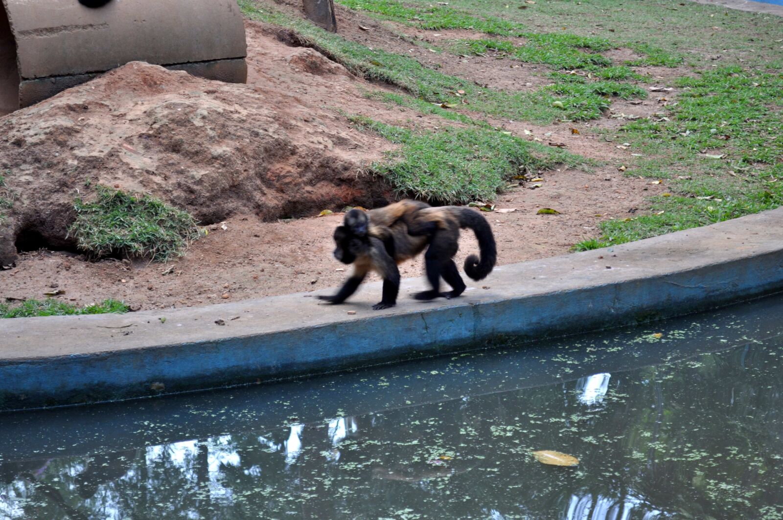 Nikon D5000 sample photo. Female, monkey, cub, back photography