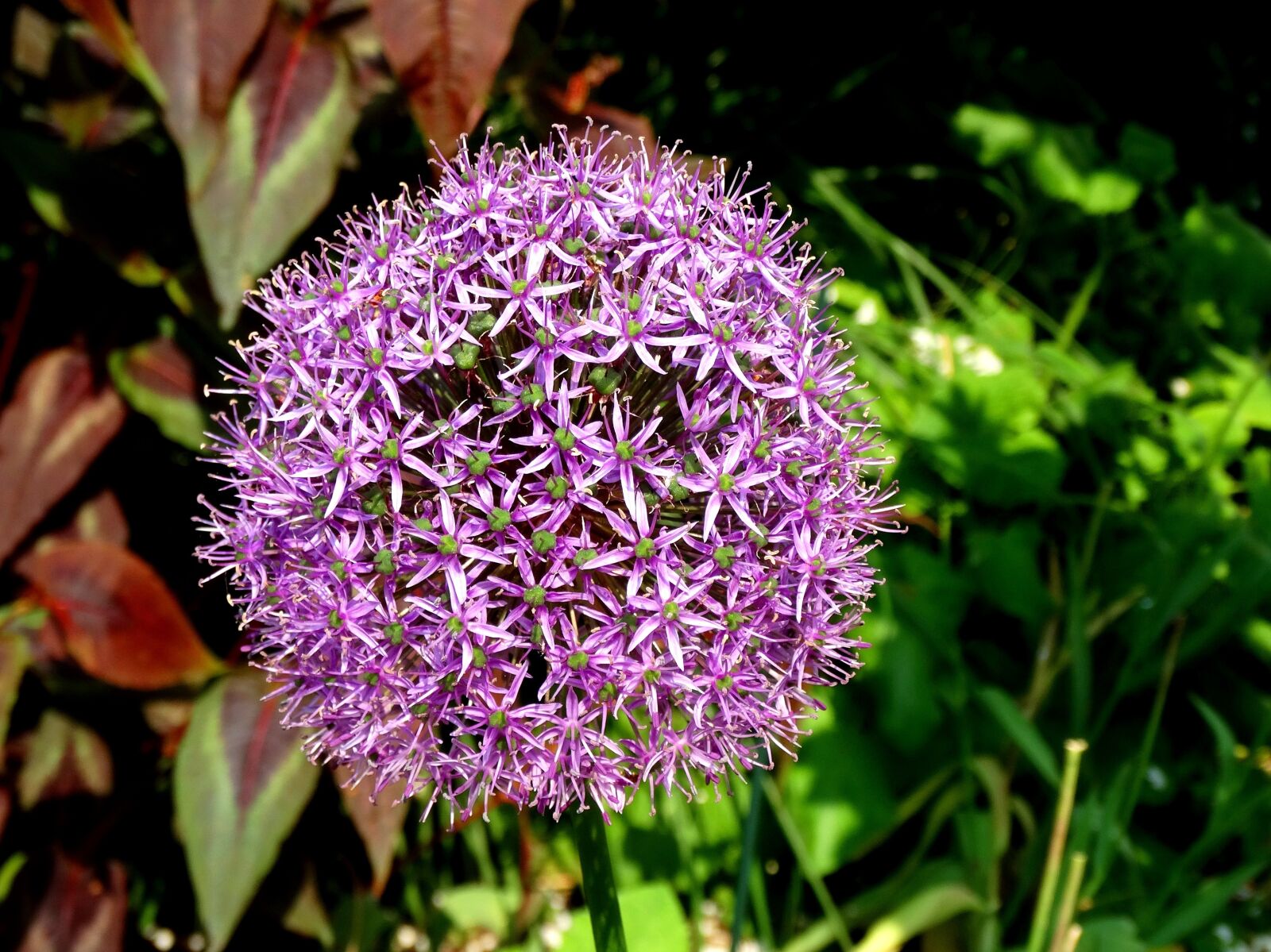 Sony Cyber-shot DSC-HX300 sample photo. Allium christophii, purple, flowers photography