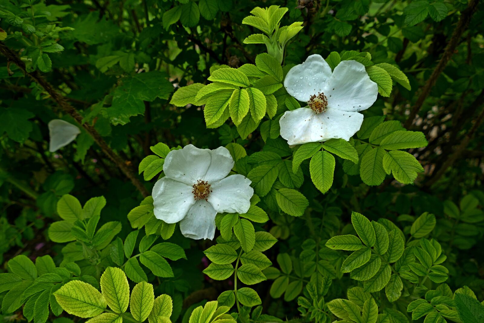 Panasonic Lumix DMC-FZ1000 sample photo. Nature, colors, flowers photography
