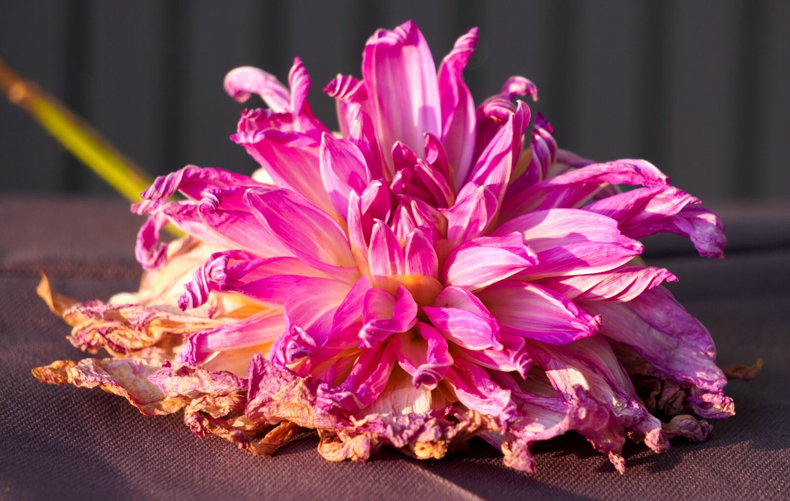 Sony E 55-210mm F4.5-6.3 OSS sample photo. Dahlia, faded, blossom photography
