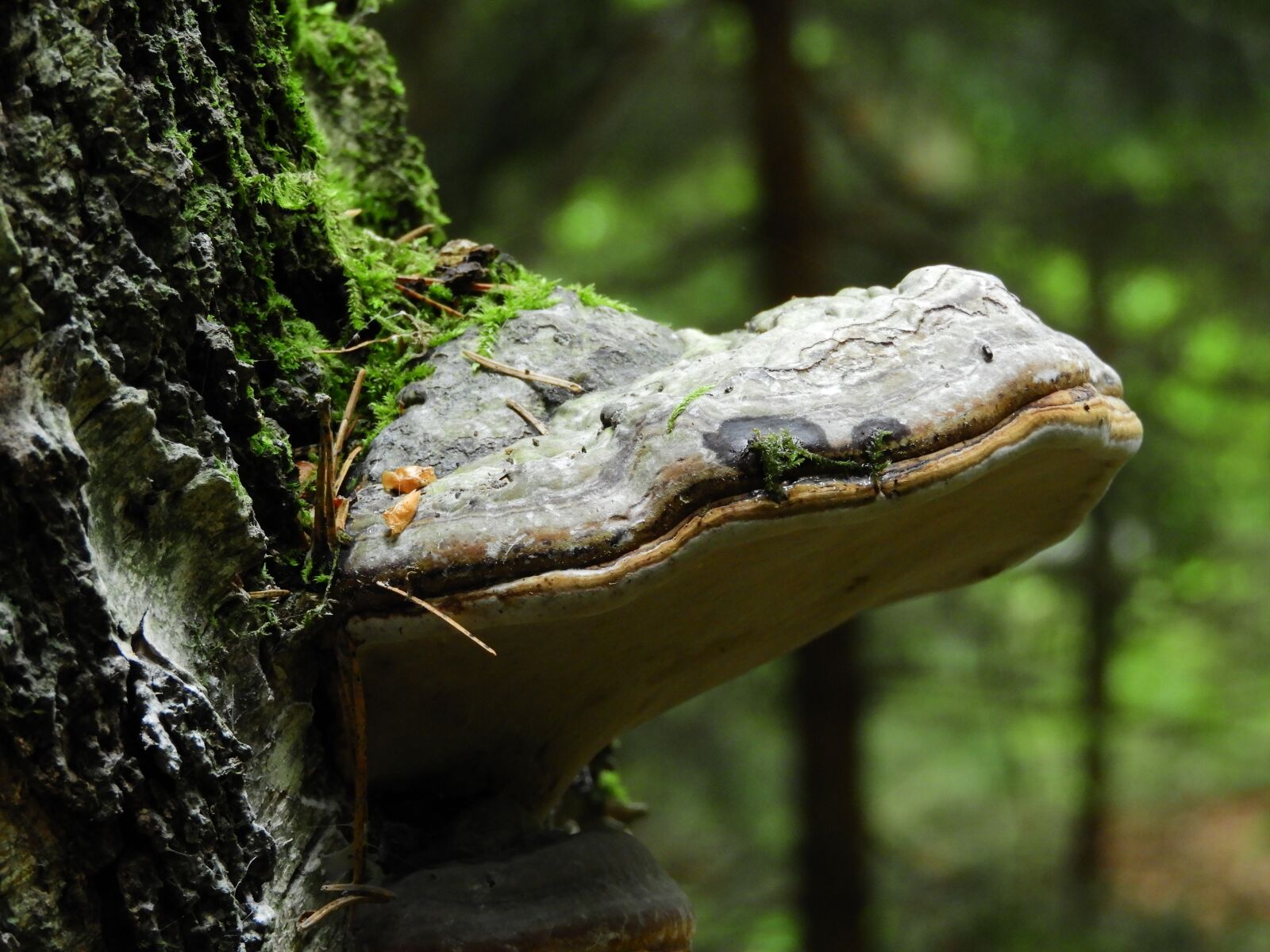 Nikon Coolpix B700 sample photo. Tree fungus, forest, birch photography