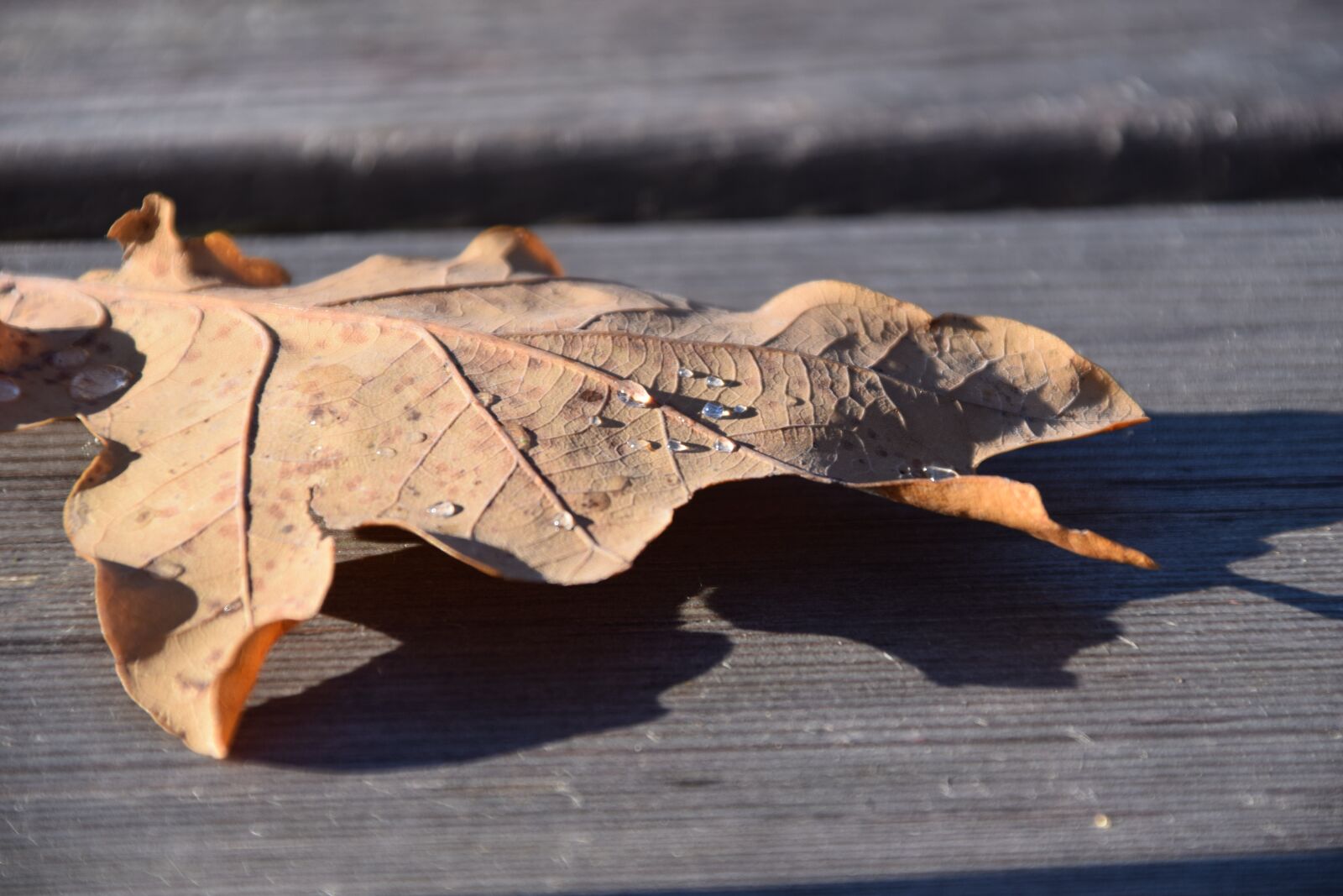 Nikon D3300 sample photo. Leaf, leaves, autumn photography