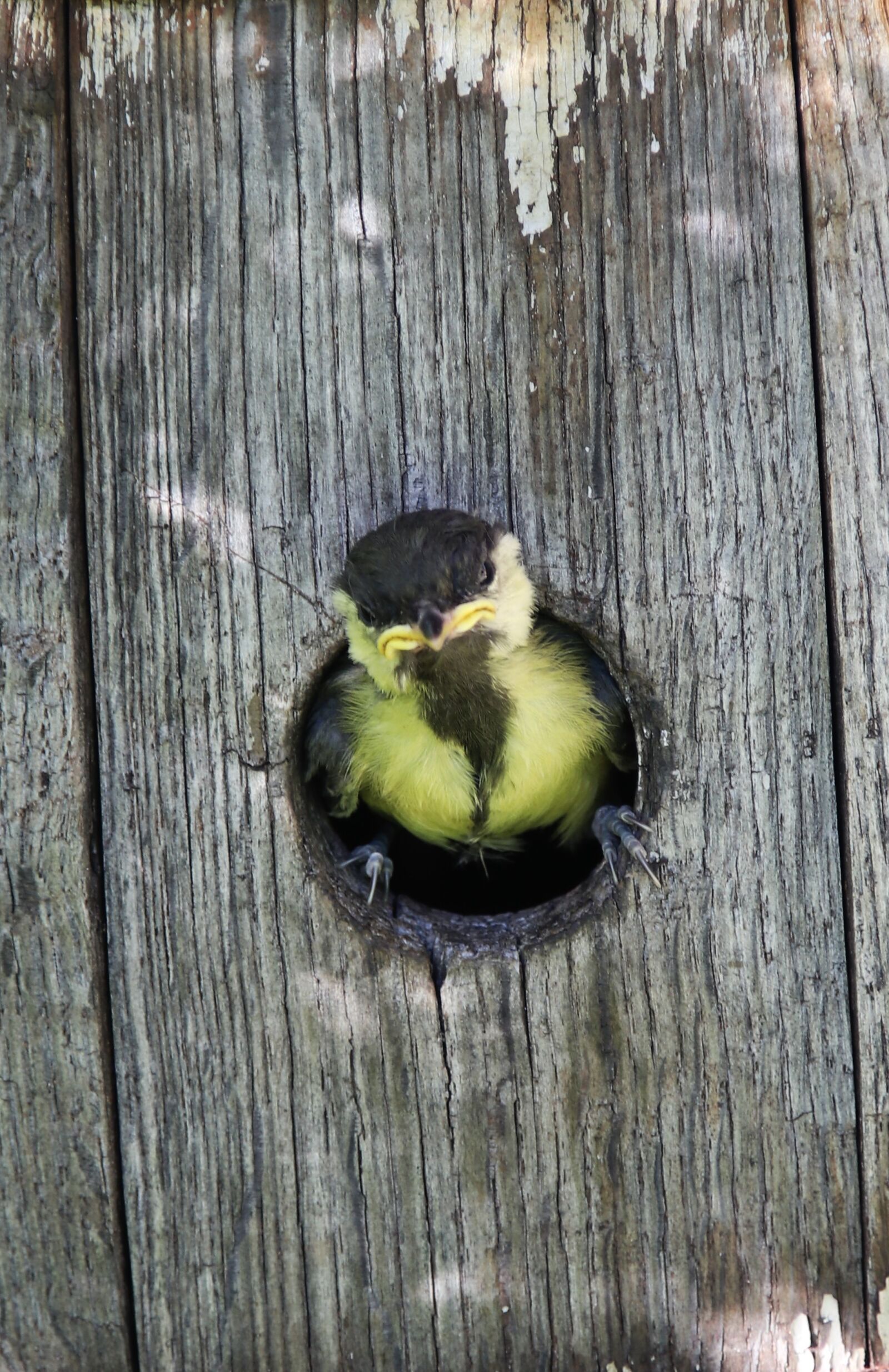 Canon EOS 80D sample photo. Tit, young tit, nature photography