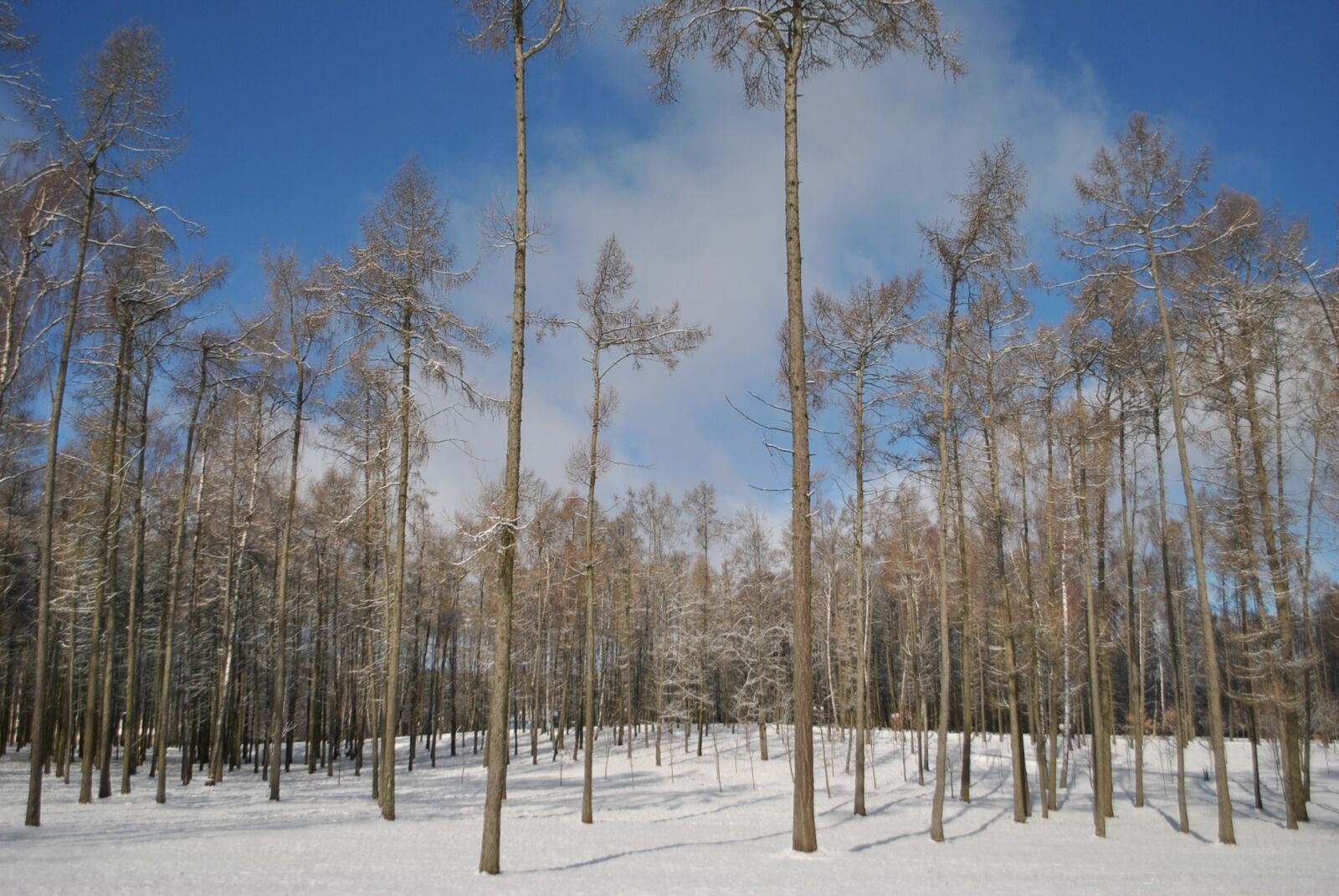 Nikon D3000 sample photo. Winter, winter sky, blue photography