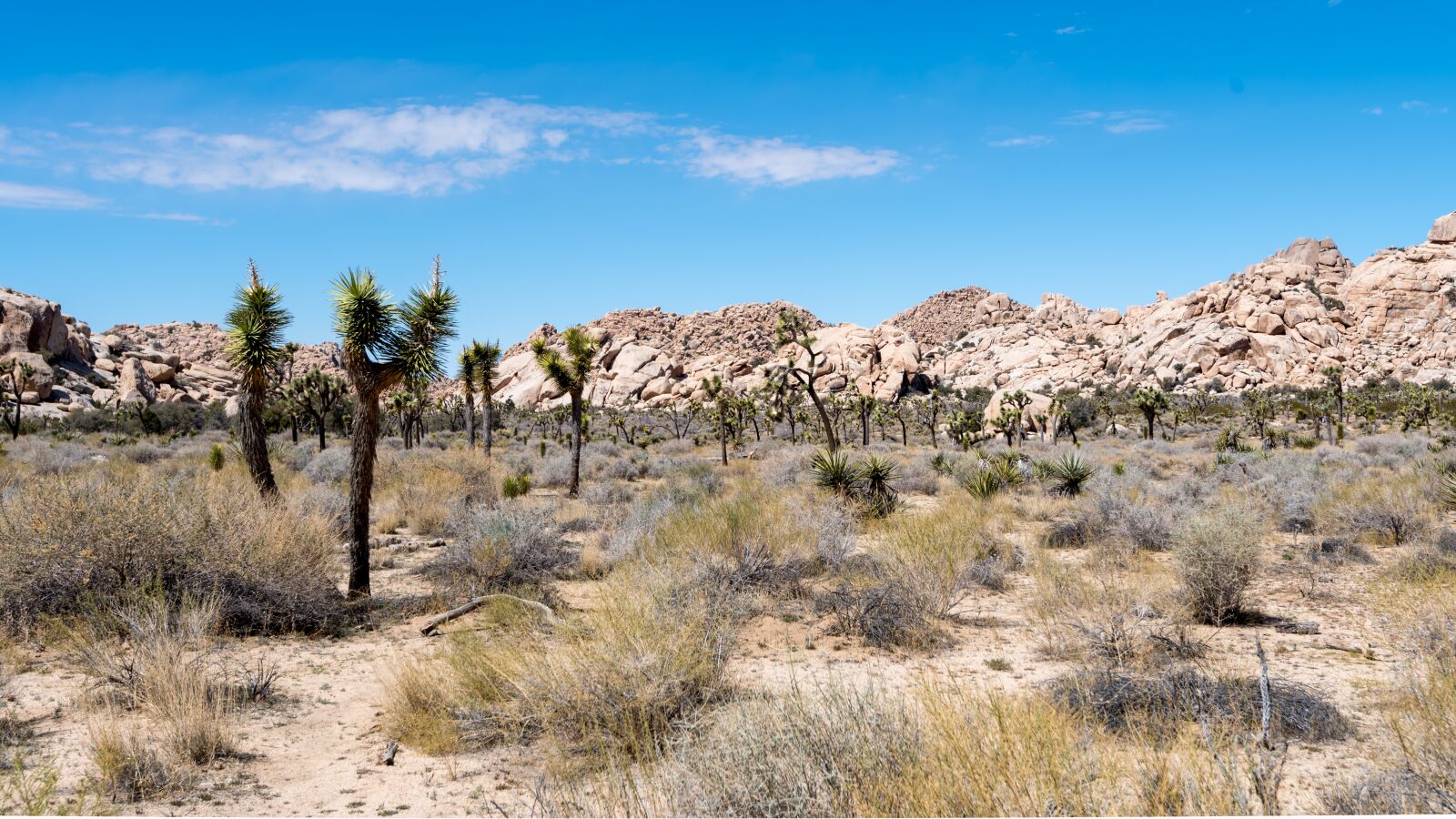 Nikon D750 sample photo. Desert, nature, dry photography