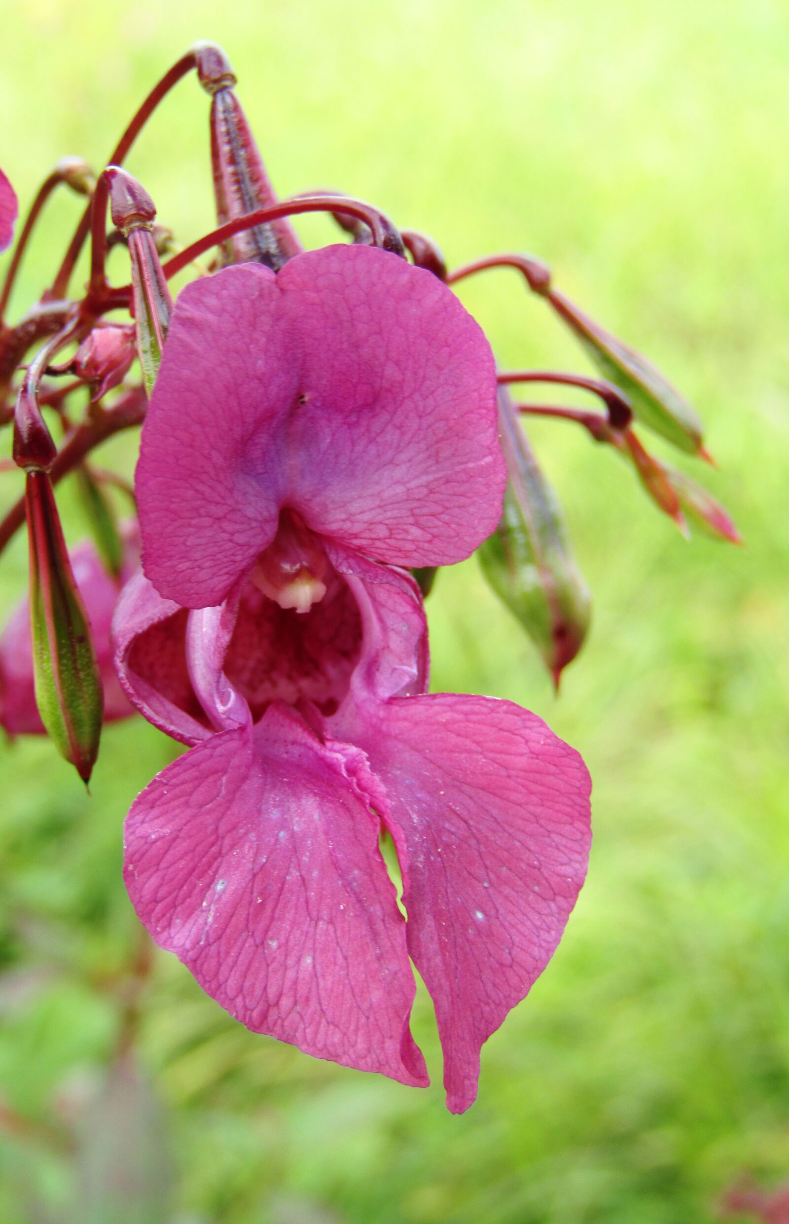 Canon POWERSHOT SX432 IS sample photo. Himalayan balsam, impatiens glandulifera photography