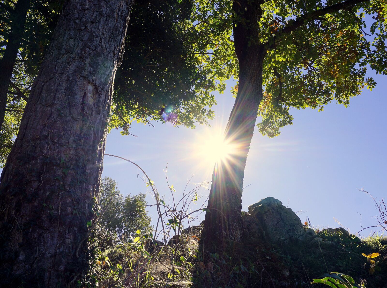 Sony a6000 sample photo. Trees, sun, sky photography