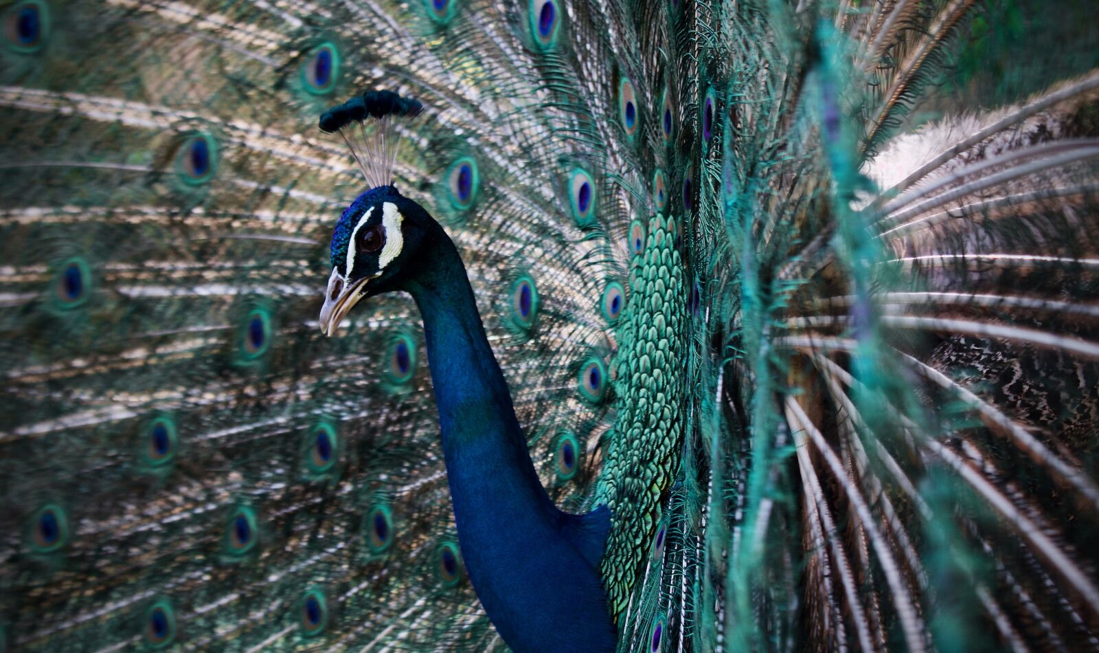 Canon EOS 1300D (EOS Rebel T6 / EOS Kiss X80) sample photo. Peacock, peafowl, pattern photography