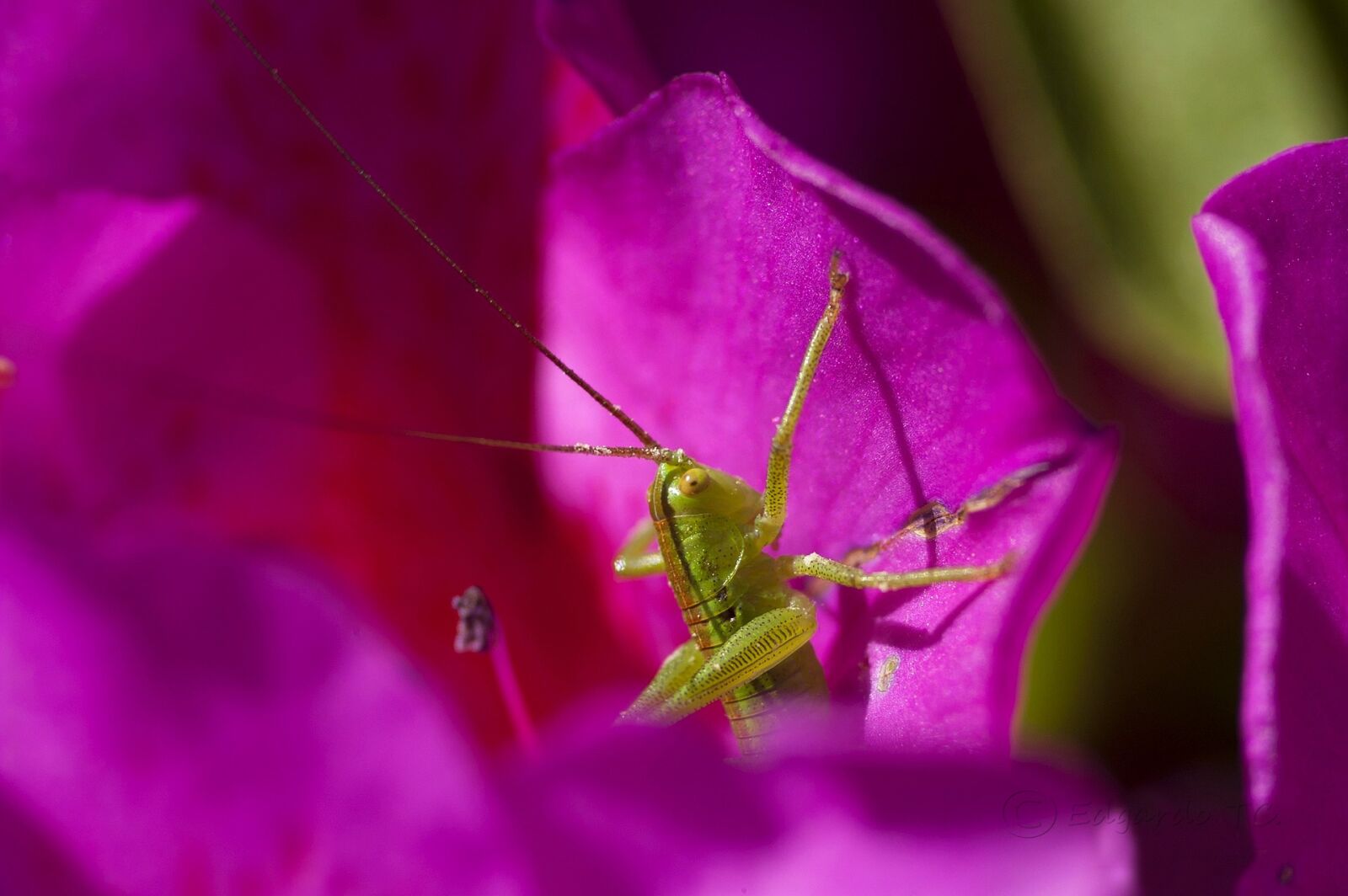 KONICA MINOLTA ALPHA-7 DIGITAL sample photo. Grasshopper, green grasshopper, insect photography