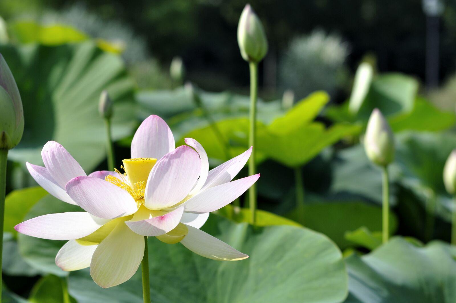 Nikon D90 sample photo. Flowers, water, lotus photography