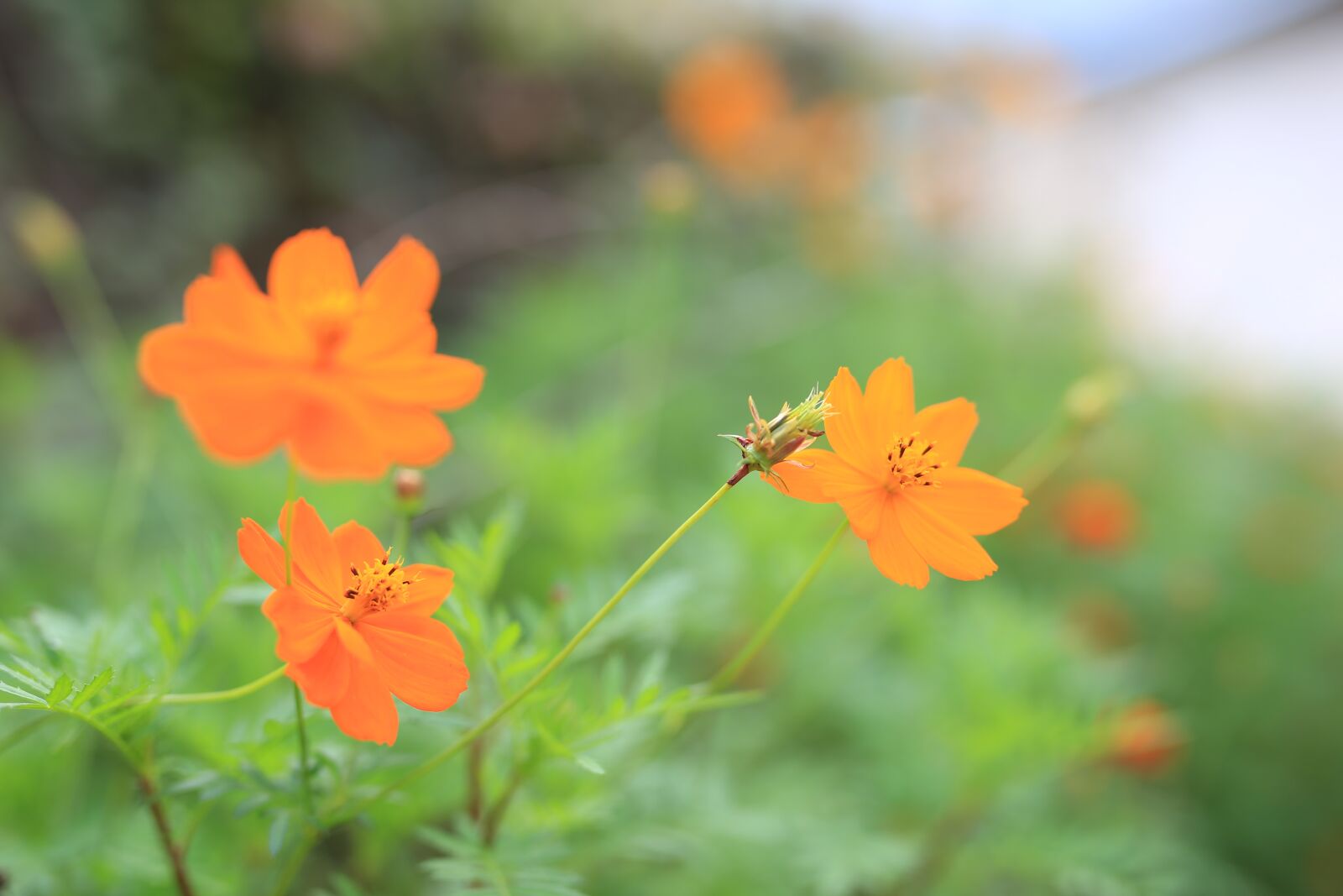 Canon EOS 6D sample photo. Orange, flowers, plants photography