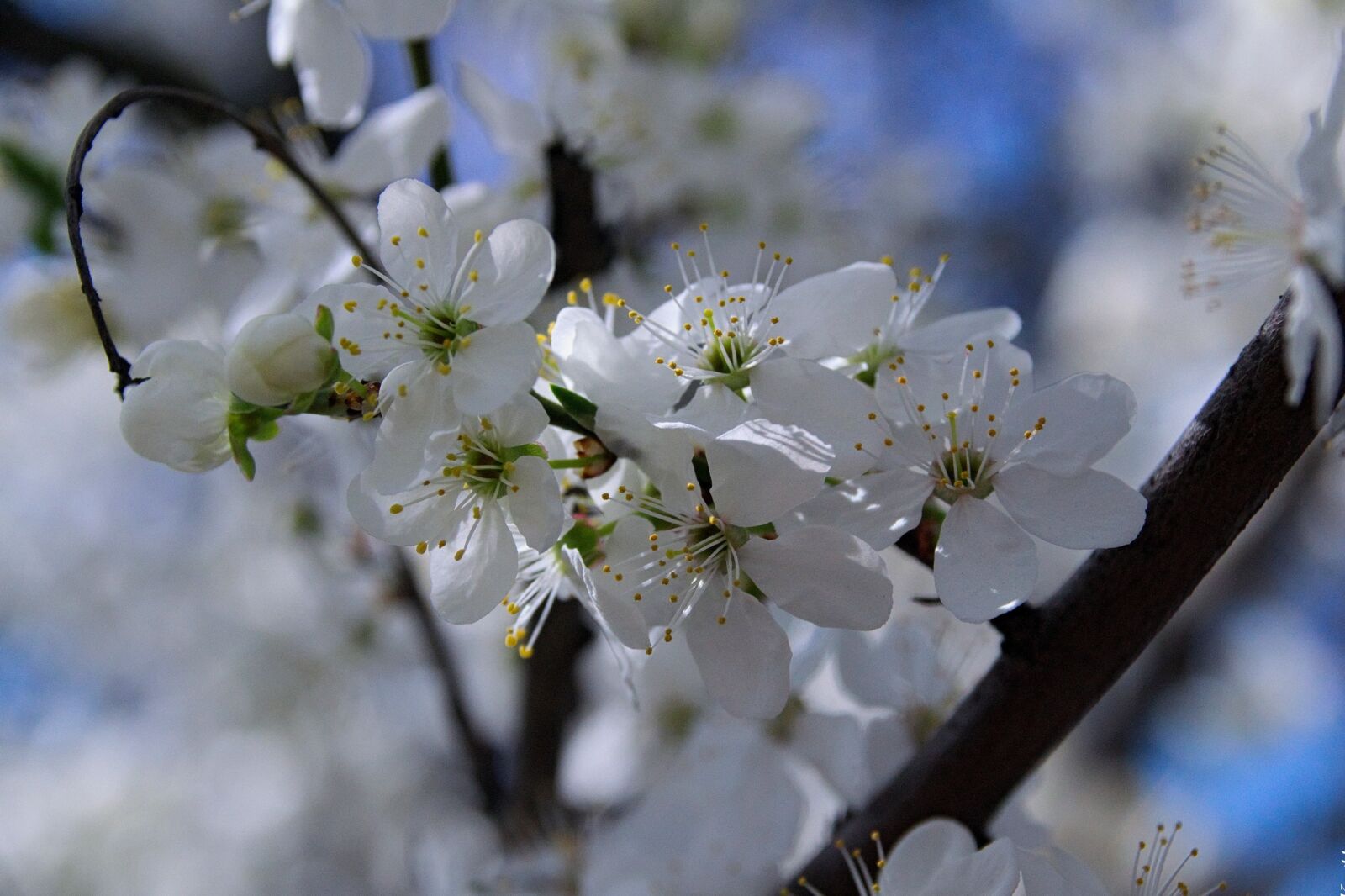 Nikon D3300 sample photo. Spring, plum, plum flower photography