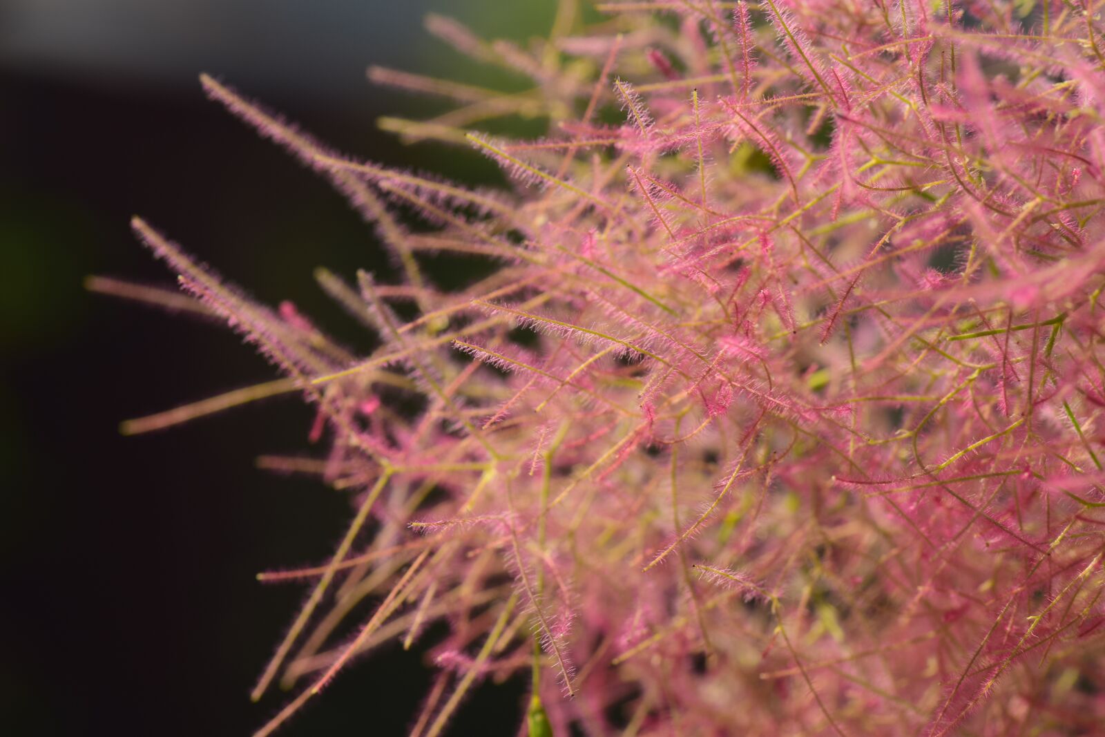 Nikon D3300 sample photo. Wig brush, blossom, bloom photography