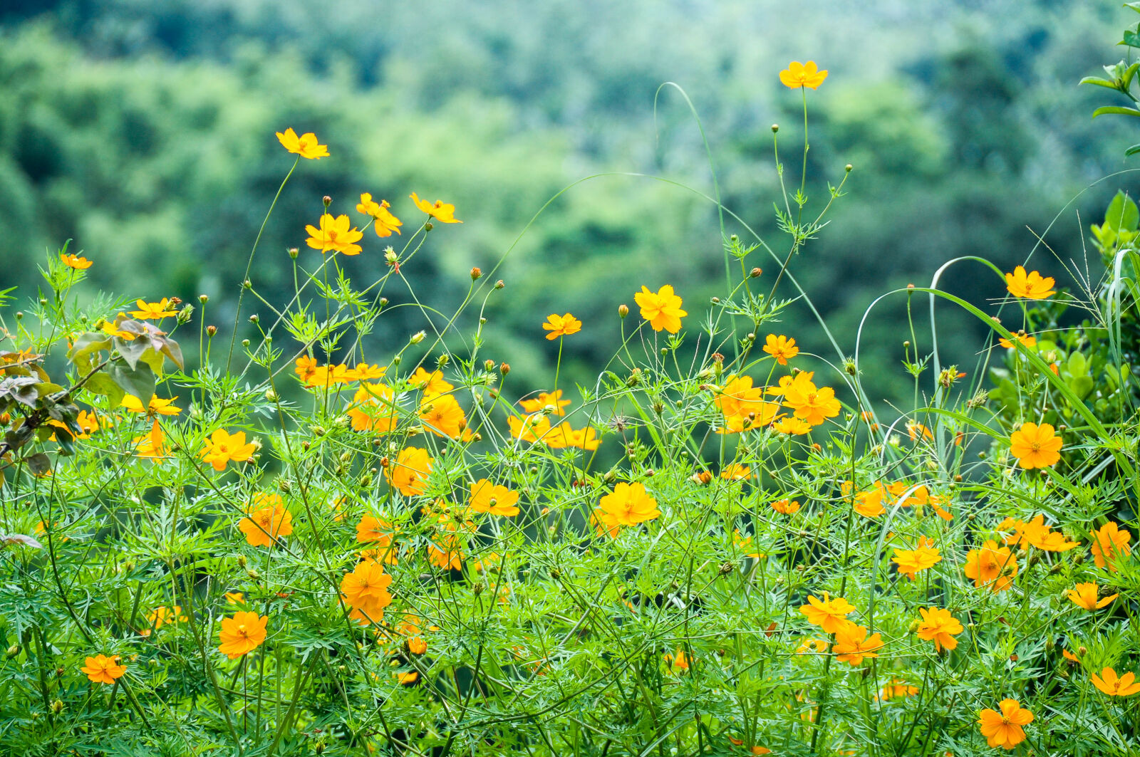 Nikon D90 sample photo. Beautiful, flowers, flowers, orange photography
