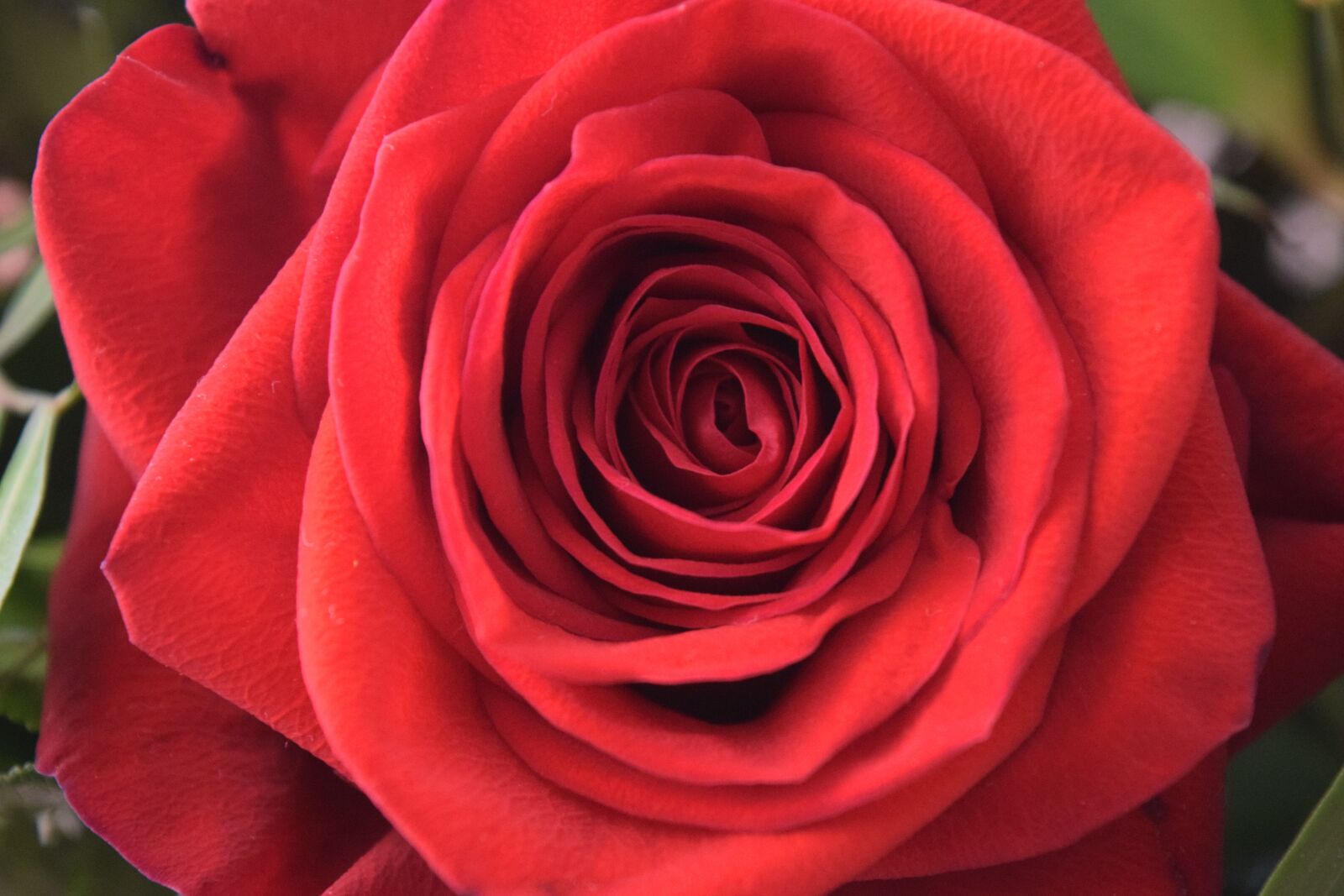 Nikon D3300 sample photo. Rose, plant, flower photography