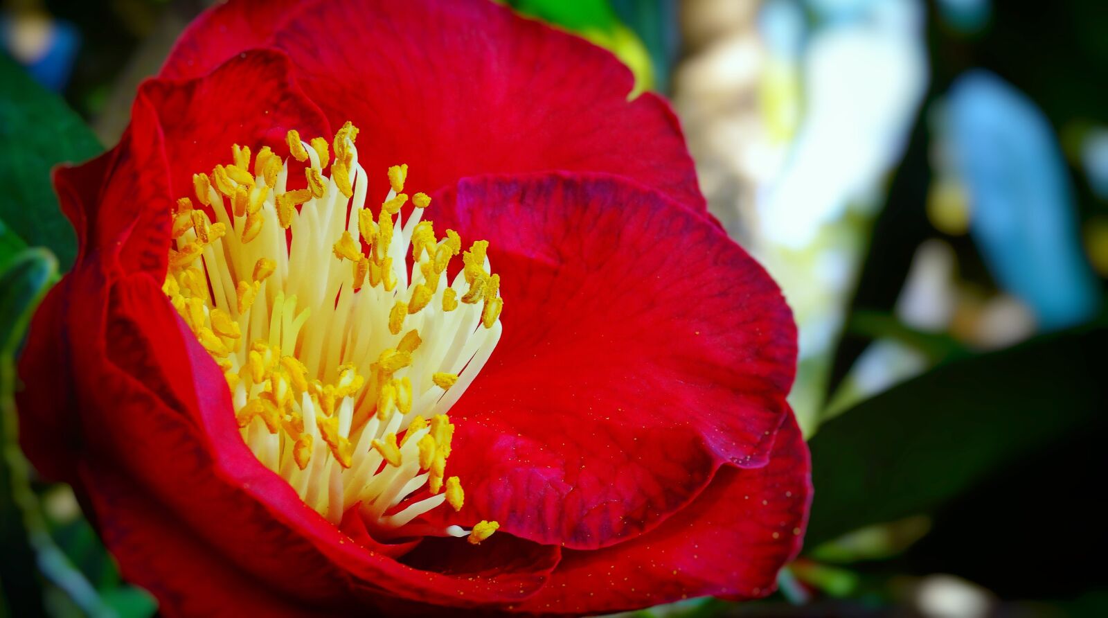 Sony Cyber-shot DSC-HX300 sample photo. Flower, red, carnelian photography