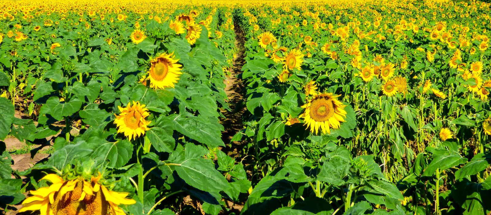 Panasonic DMC-FZ72 sample photo. Sunflower, field, flower photography