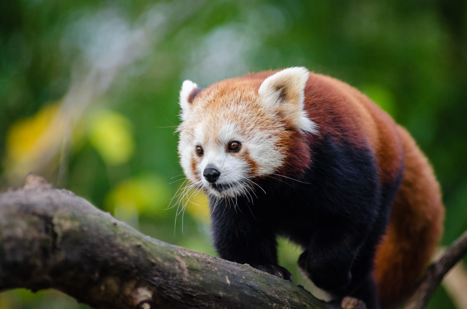 AF Zoom-Nikkor 80-200mm f/2.8 ED sample photo