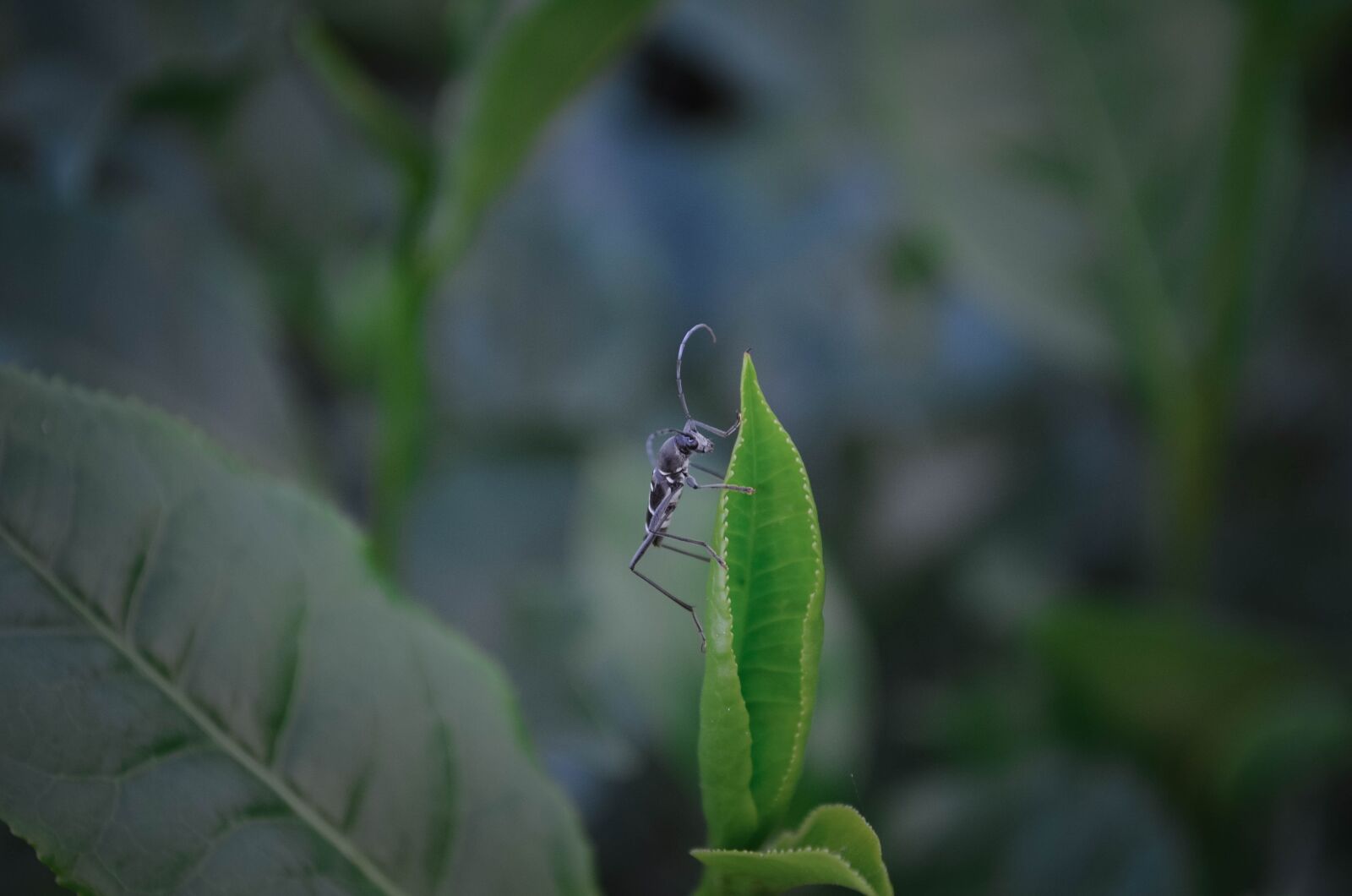 Nikon D5100 sample photo. The bug, tea tree photography