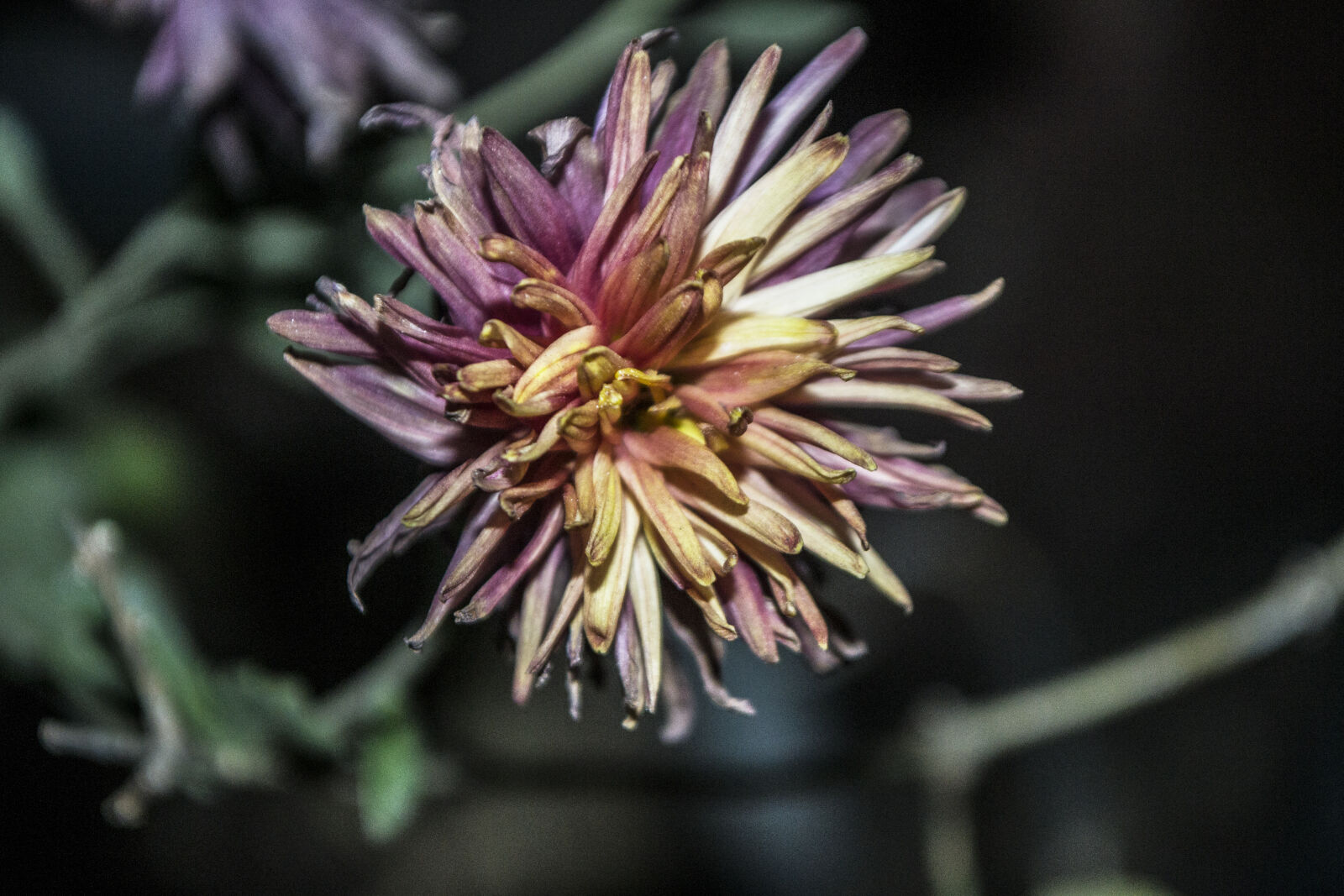 Nikon D3100 sample photo