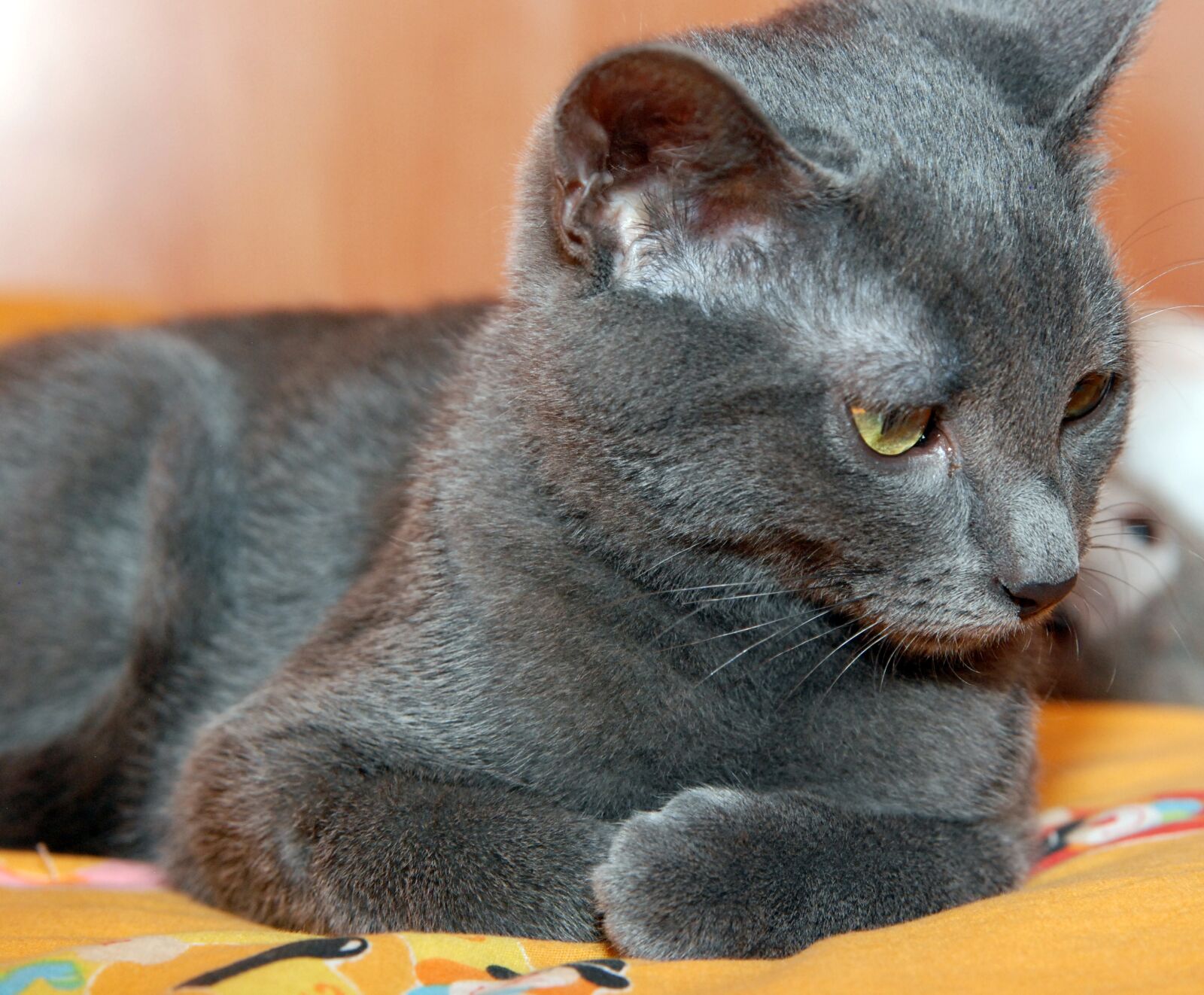 Nikon D80 sample photo. Cat, gray cat, feline photography