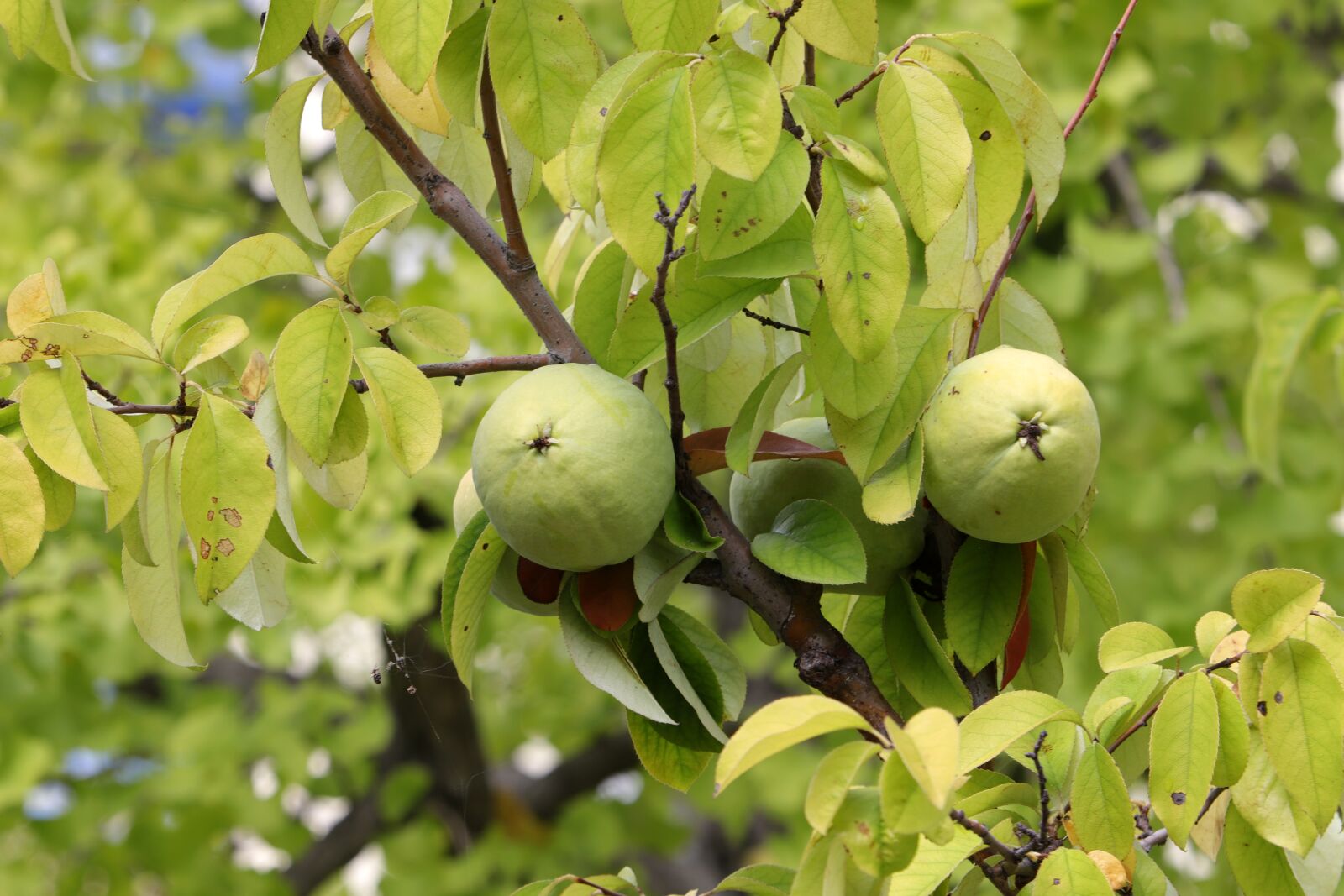 Canon EF 70-200mm F2.8L USM sample photo. The leaves, green, nature photography