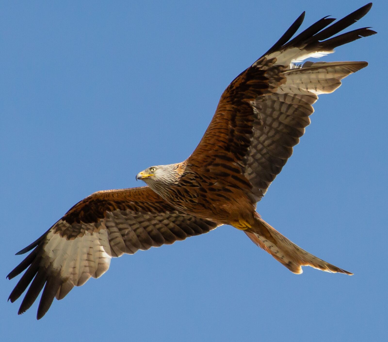 Canon EOS 5D Mark III sample photo. Red kite in flight photography