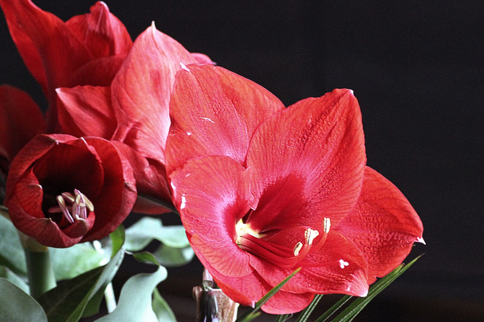 Canon EOS 600D (Rebel EOS T3i / EOS Kiss X5) sample photo. Amaryllis, blossom, bloom photography