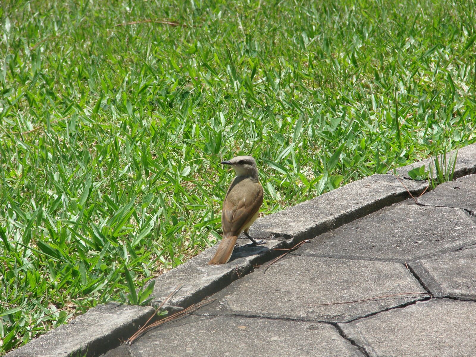 Sony DSC-H5 sample photo. Bem-te-vi, bird, brazilian photography