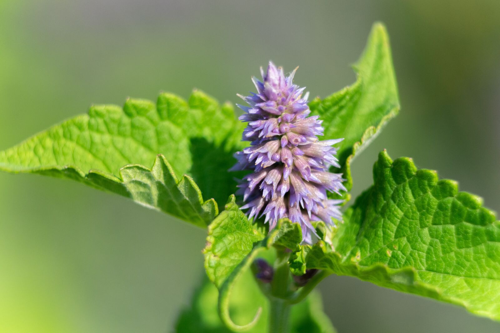 Nikon D3300 sample photo. Flower, garden, flowers photography