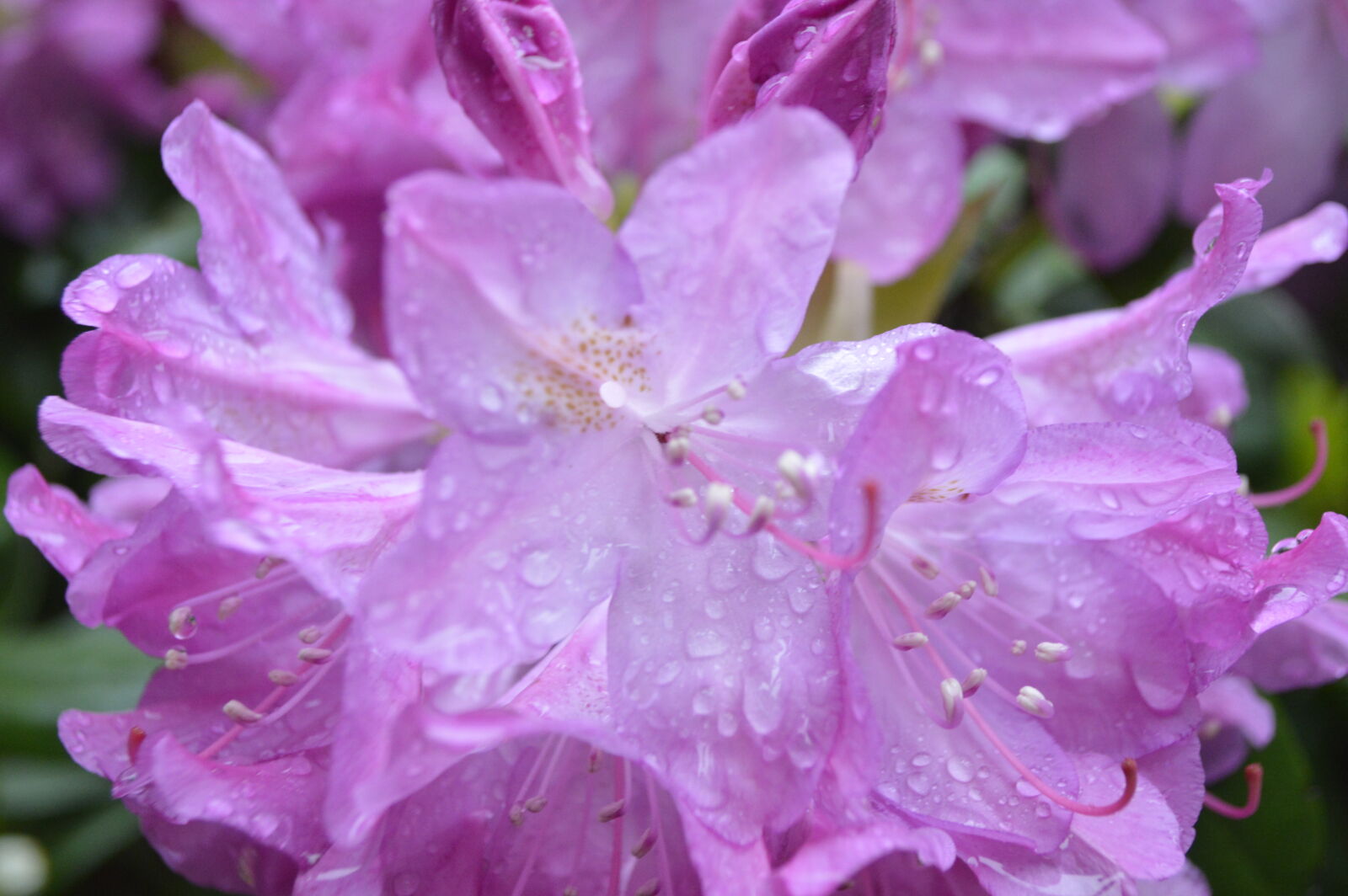 Nikon D3200 sample photo. Flower, purple photography
