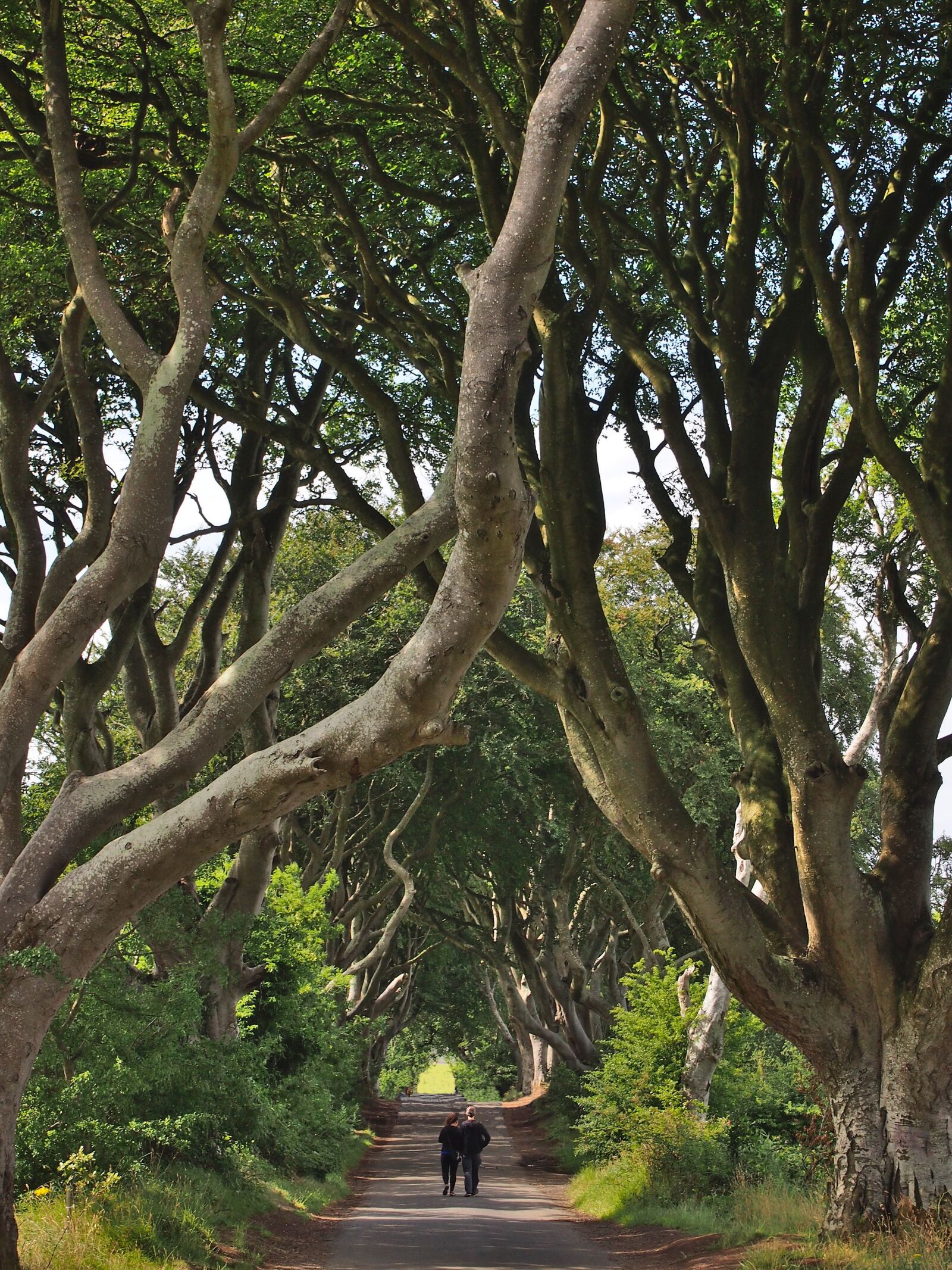Olympus PEN E-PM1 sample photo. Dark hedges, trees, branches photography