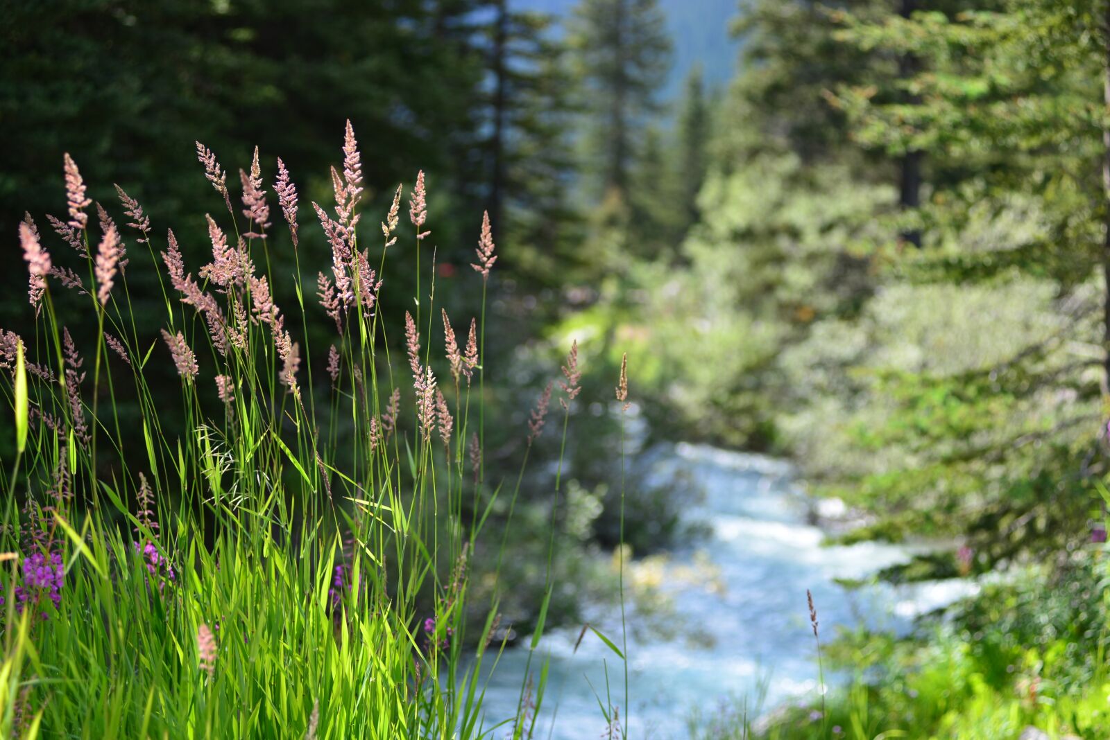 Nikon D800 sample photo. Alberta, river, canada photography