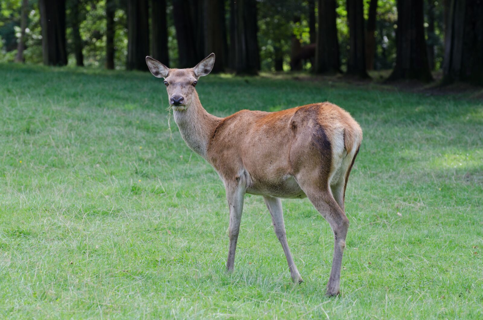 Nikon D7000 sample photo. Grass, mammal, nature photography